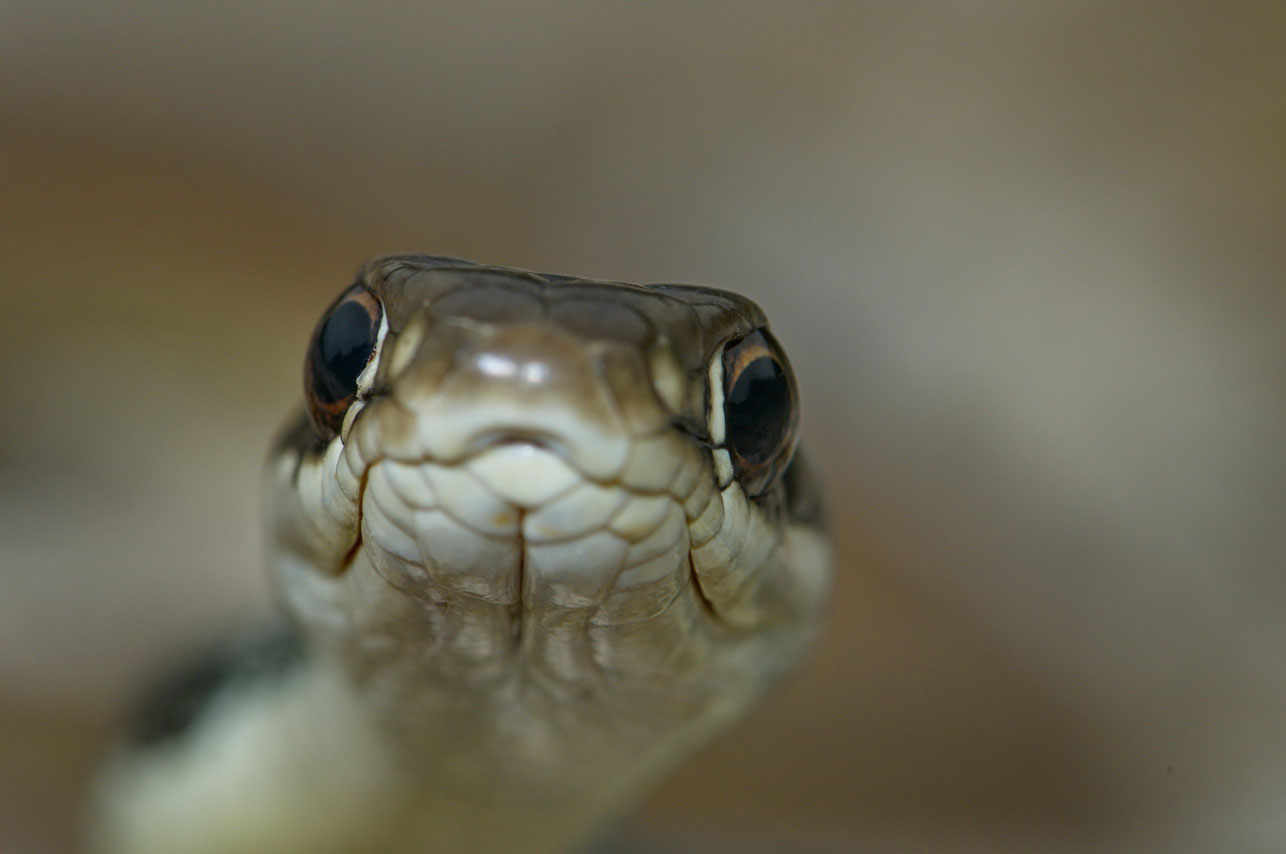 Herpetofauna Griechenlands Nature Photography Dummermuth
