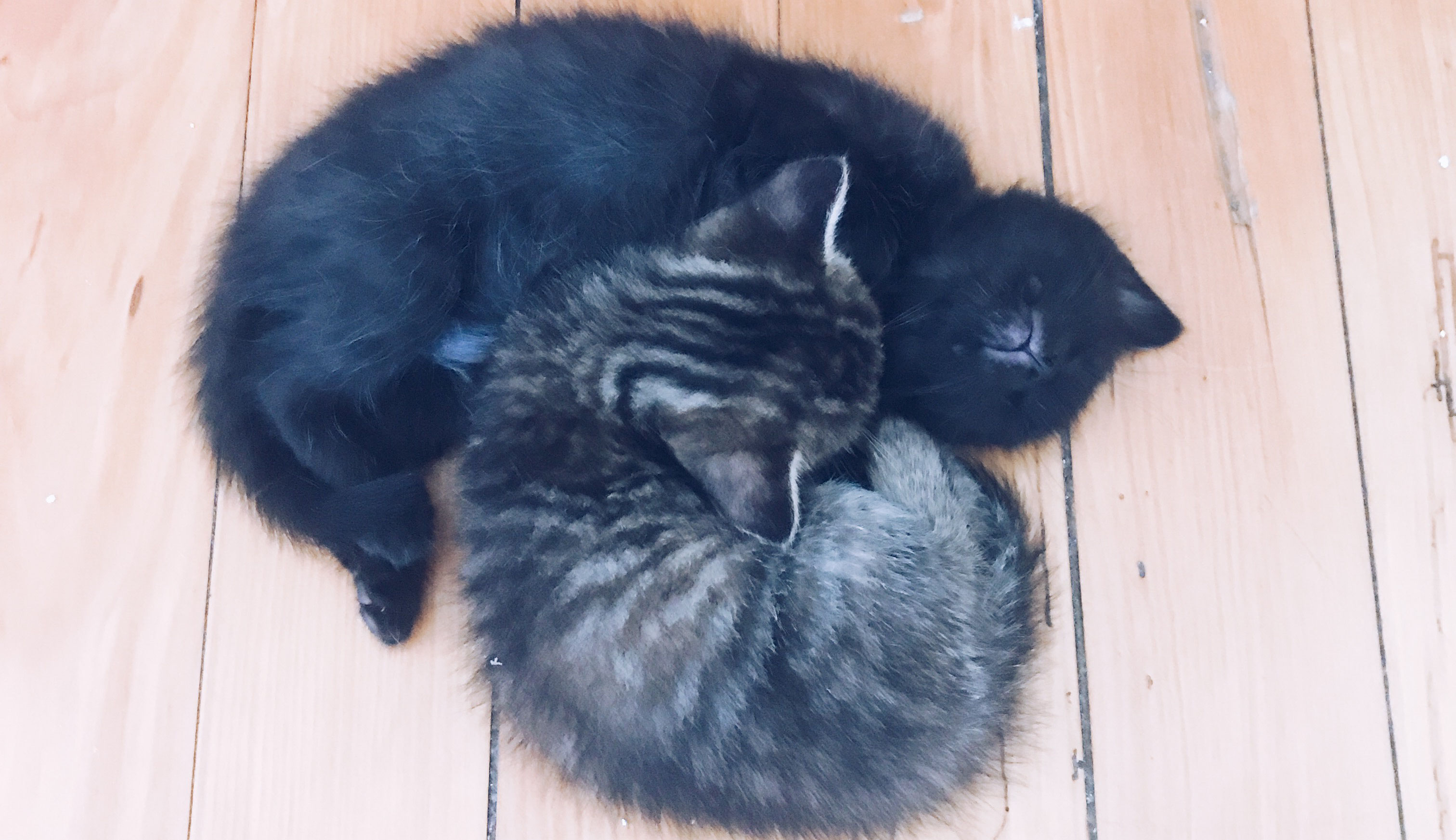 Kinesiologie Et Bioresonance Pour Animaux Celineetlesanimaux Ch Celine Les Animaux Kinesiologie Et Bioresonance Pour Animaux Celineetlesanimaux Ch Celine Les Animaux
