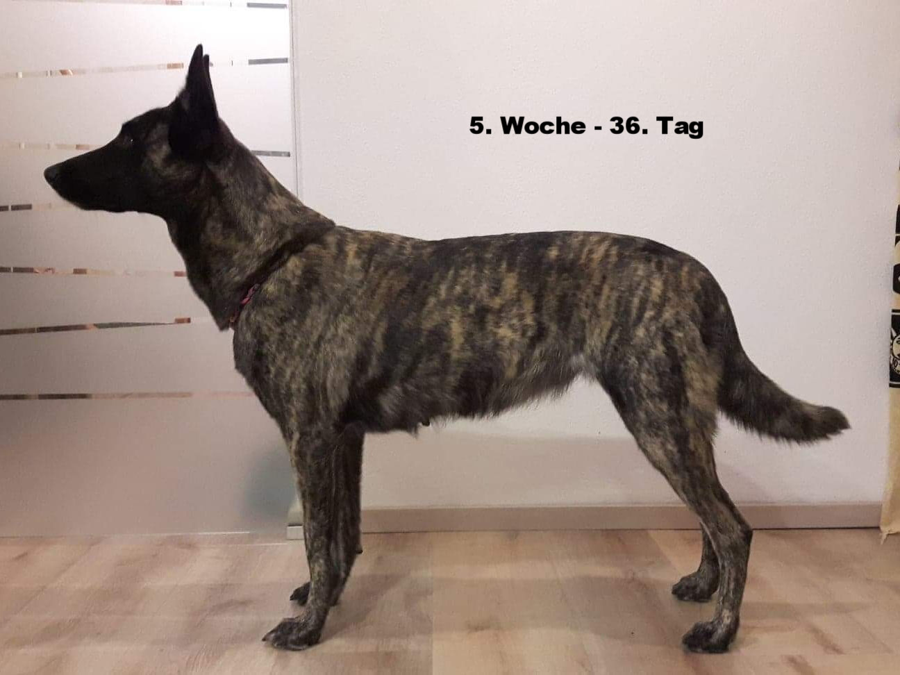 Trachtigkeitstagebuch Kiyuga Blackbountys Webseite Zucht Fur Hollandische Schaferhunde