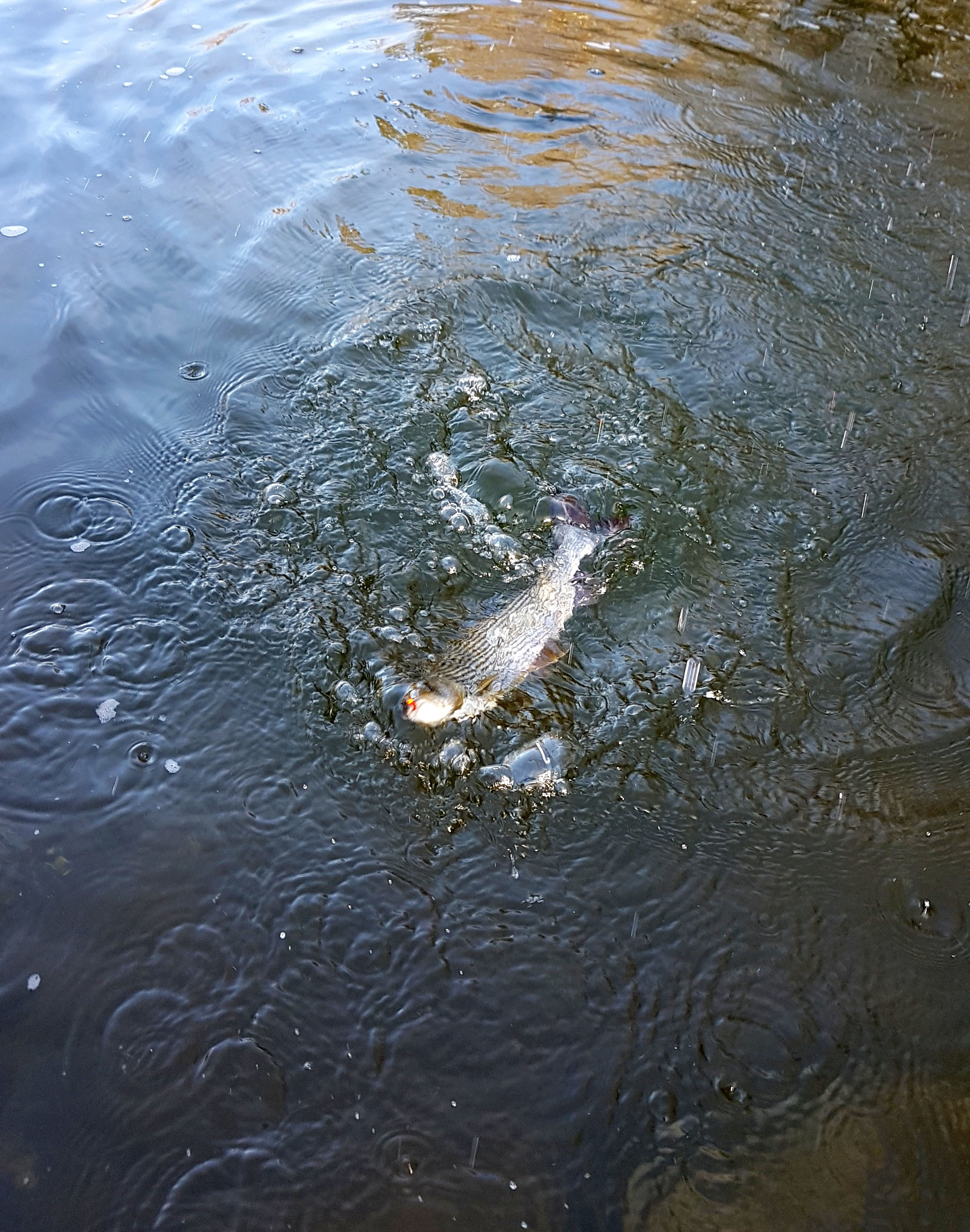 Neulich an der Argen - Was du nie wissen wolltest