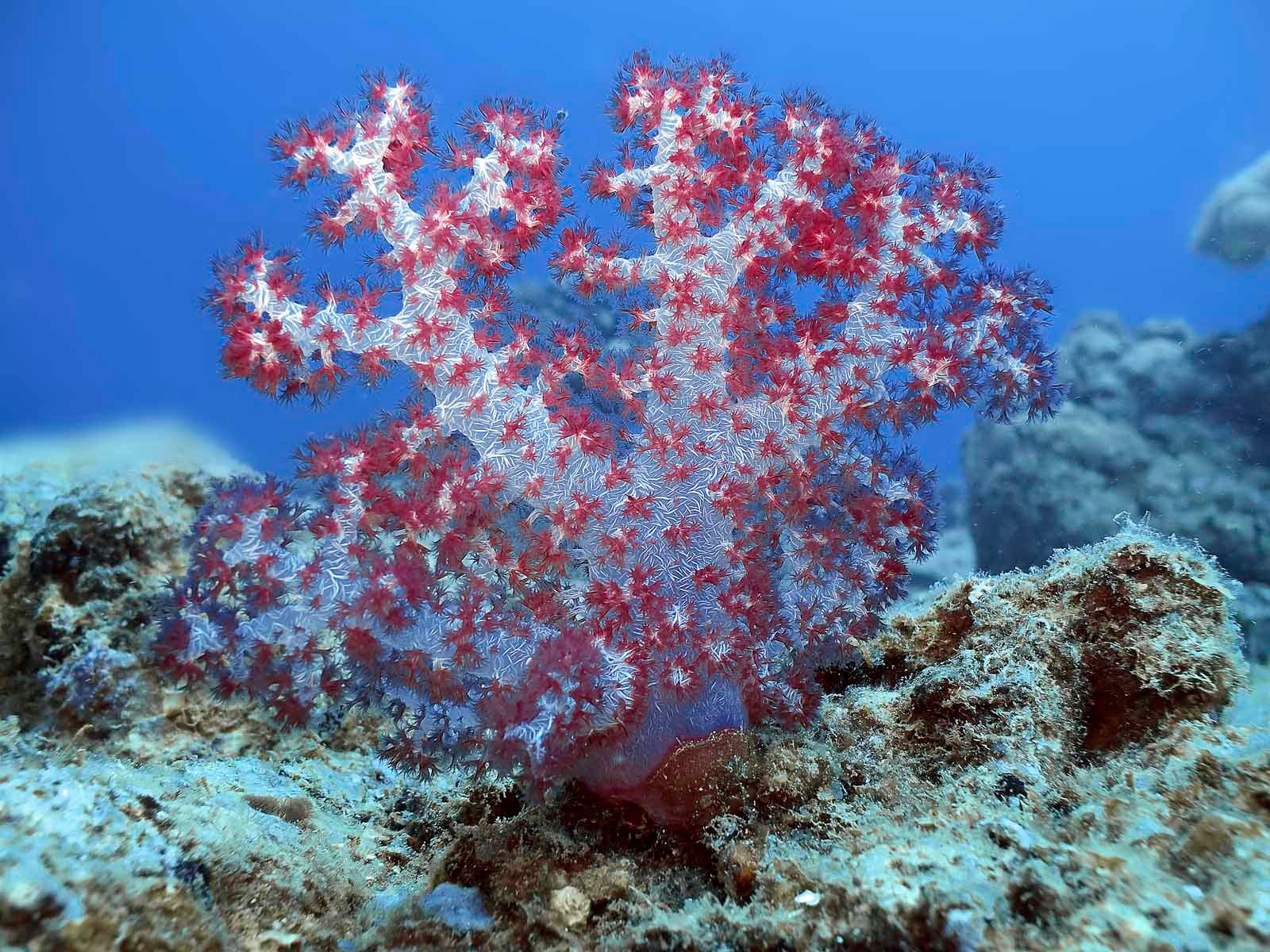 Coralli Molli Benvenuti Su Acqualife