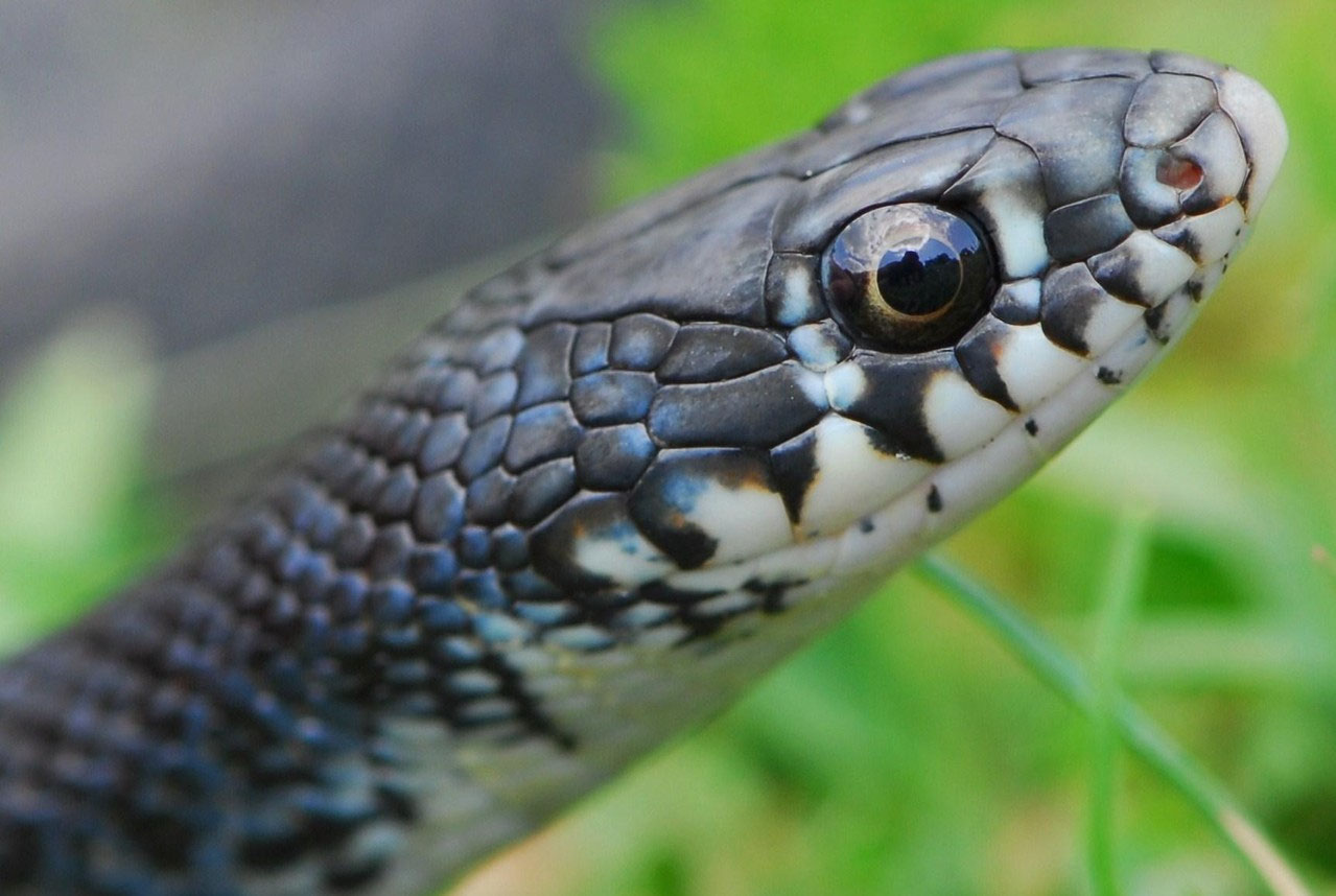 Snakes of Europe G.J. Verspui Amphibian & Reptile Adventures