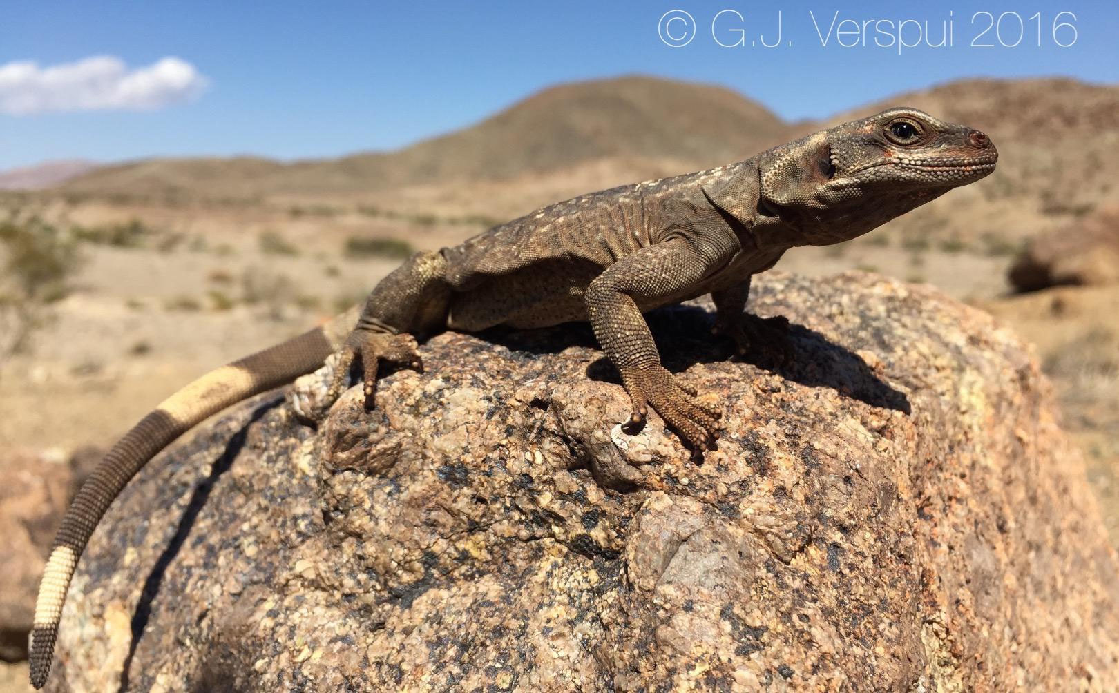 Southern California Herping Report - G.J. Verspui - Amphibian & Reptile  Adventures