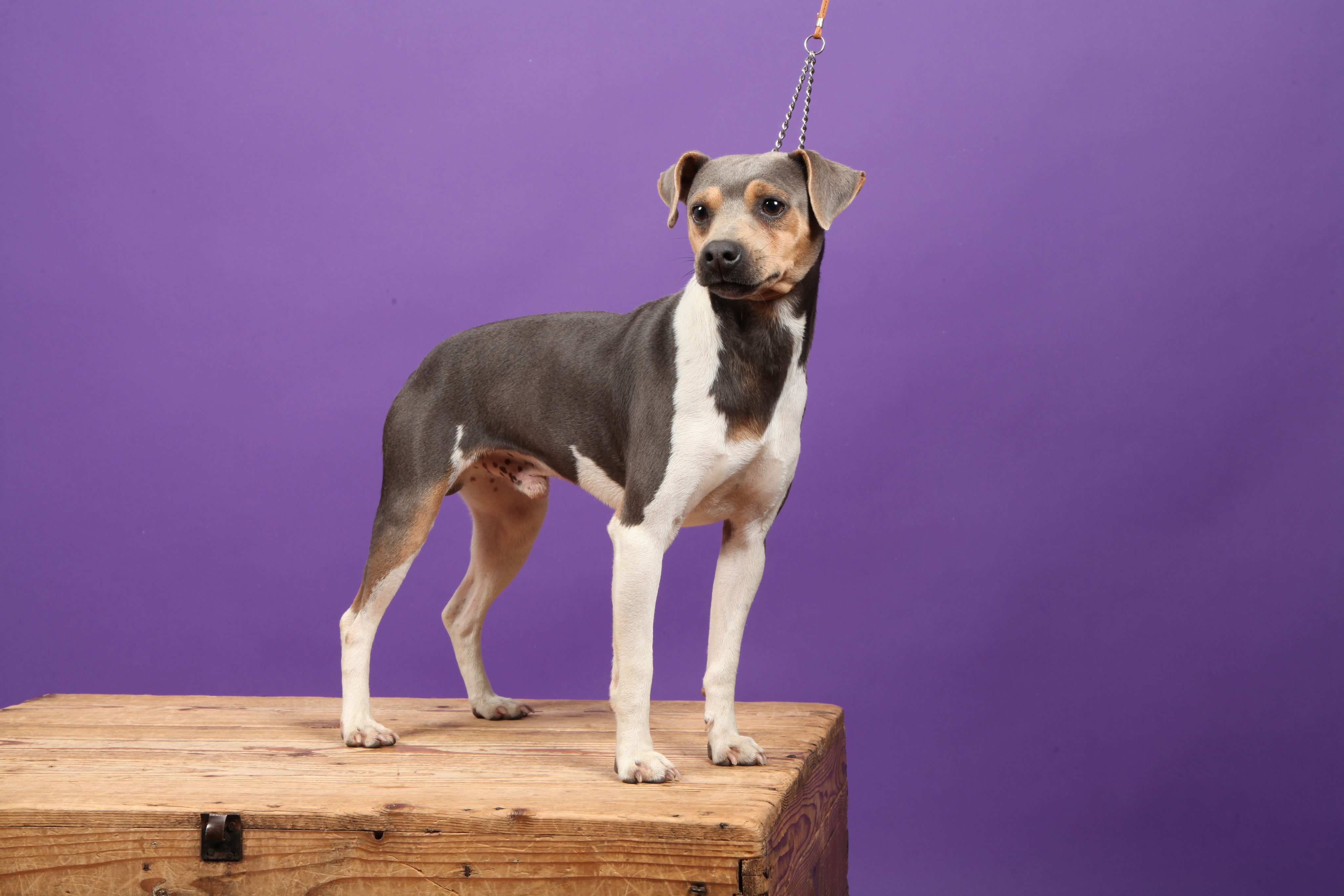 Fiche Race Mâle Terrier Brésilien Terrier Brésilien Silky Terrier