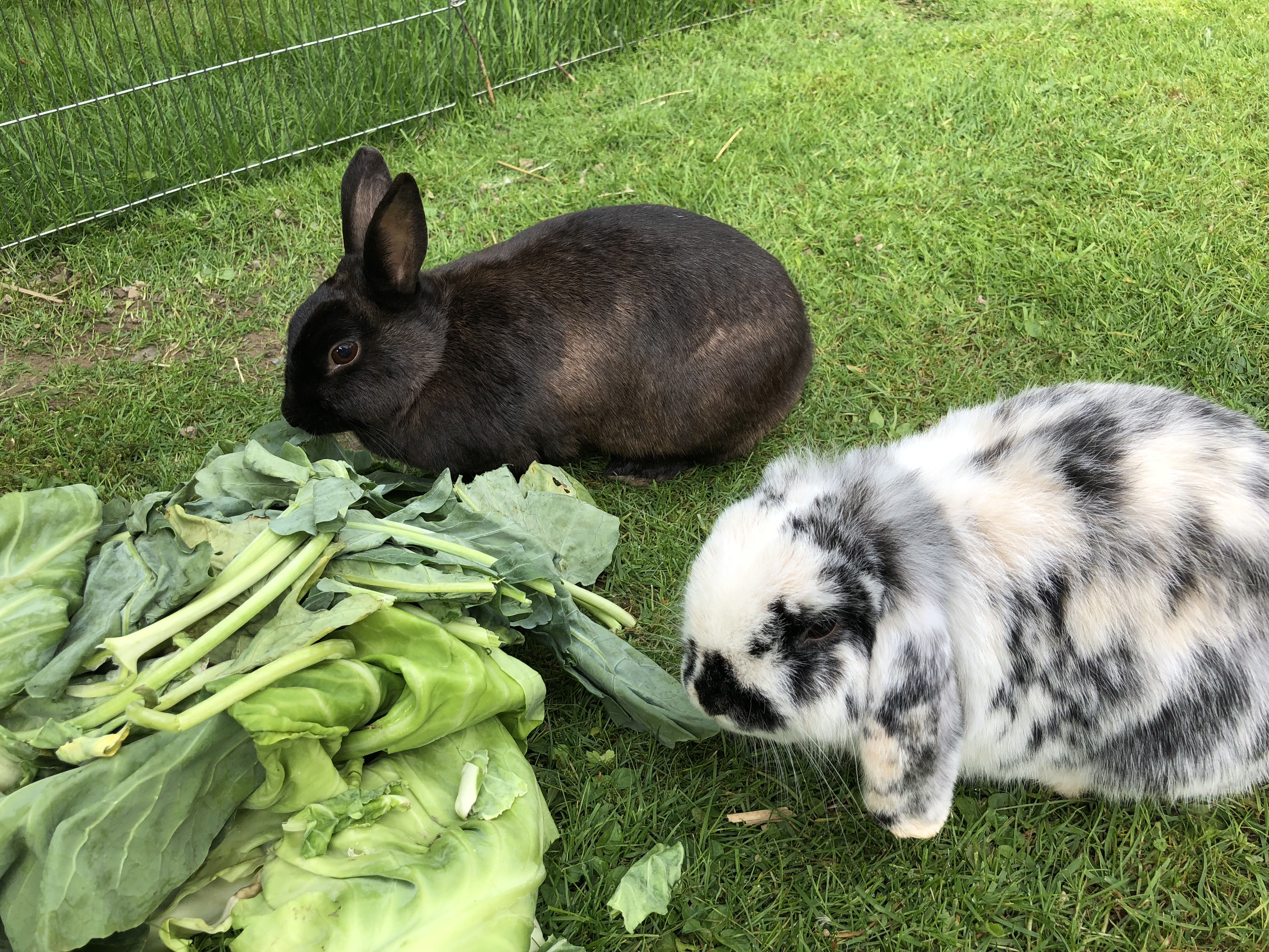 Kaninchen partnersuche