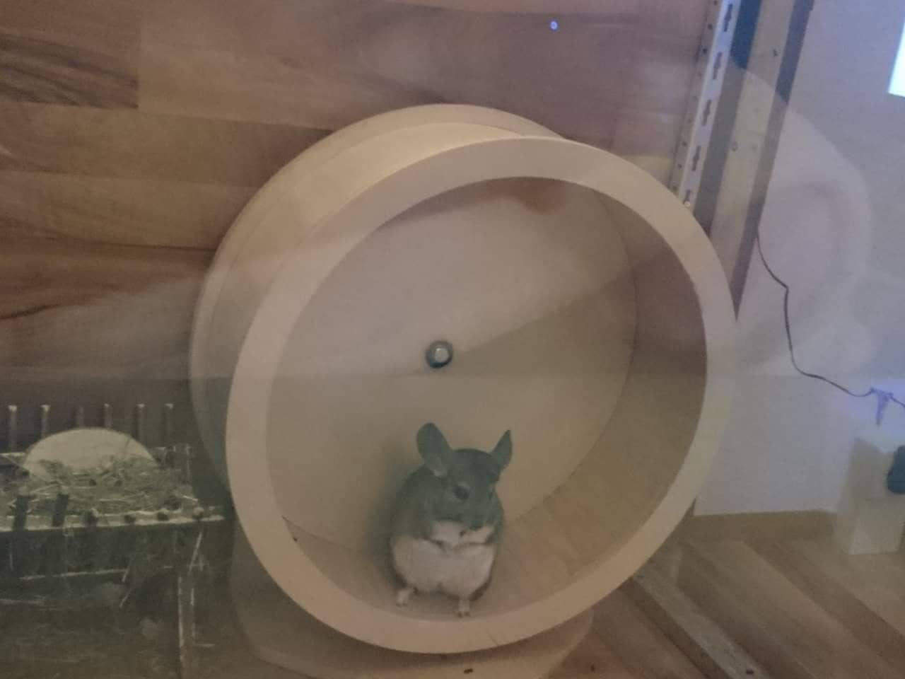 Laufteller Und Laufrader Chinchilla Scientia Com