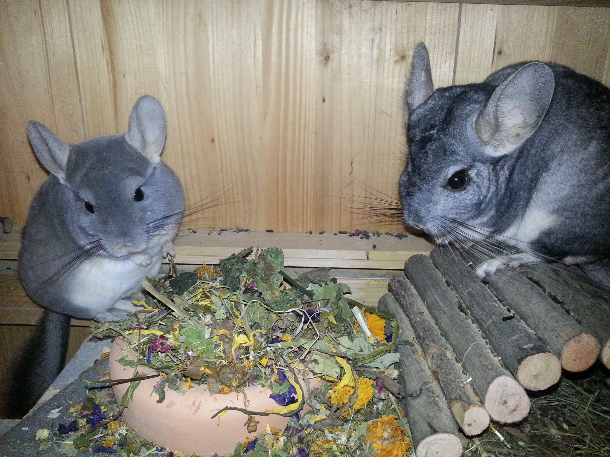 Mögliche soziale Haltungsformen bei Chinchillas - Chinchilla-Scientia.com