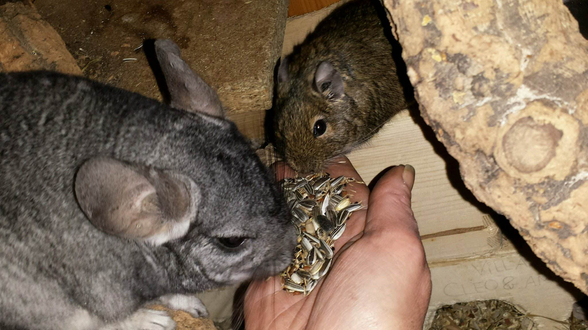 Gewichtsverlust bei Frettchen