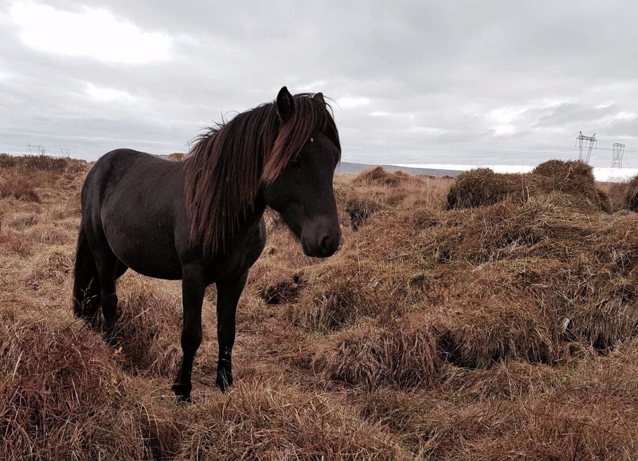 Junghengste / our young stallions icelandic horses for sale