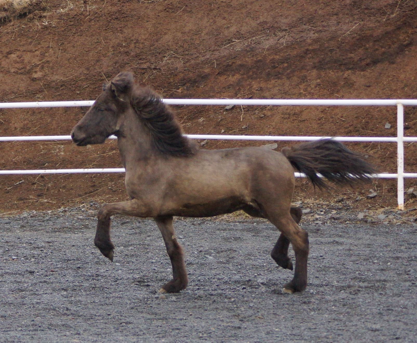Stuten / Breedingmares icelandic horses for sale