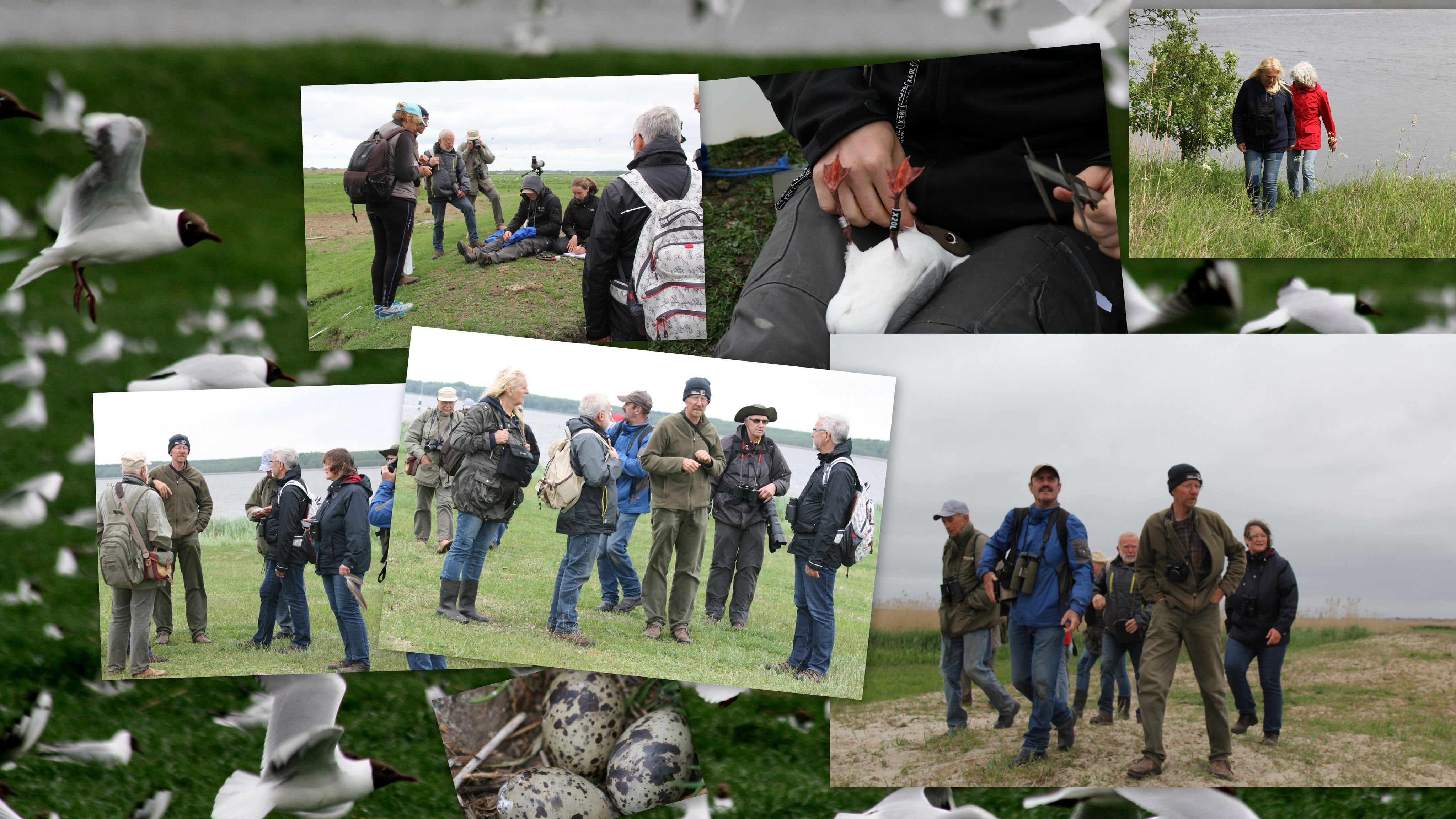Exkursion In Das Nsg Insel Riether Werder Im Stettiner Haff Am 20 05 2017 Nabu Usedom