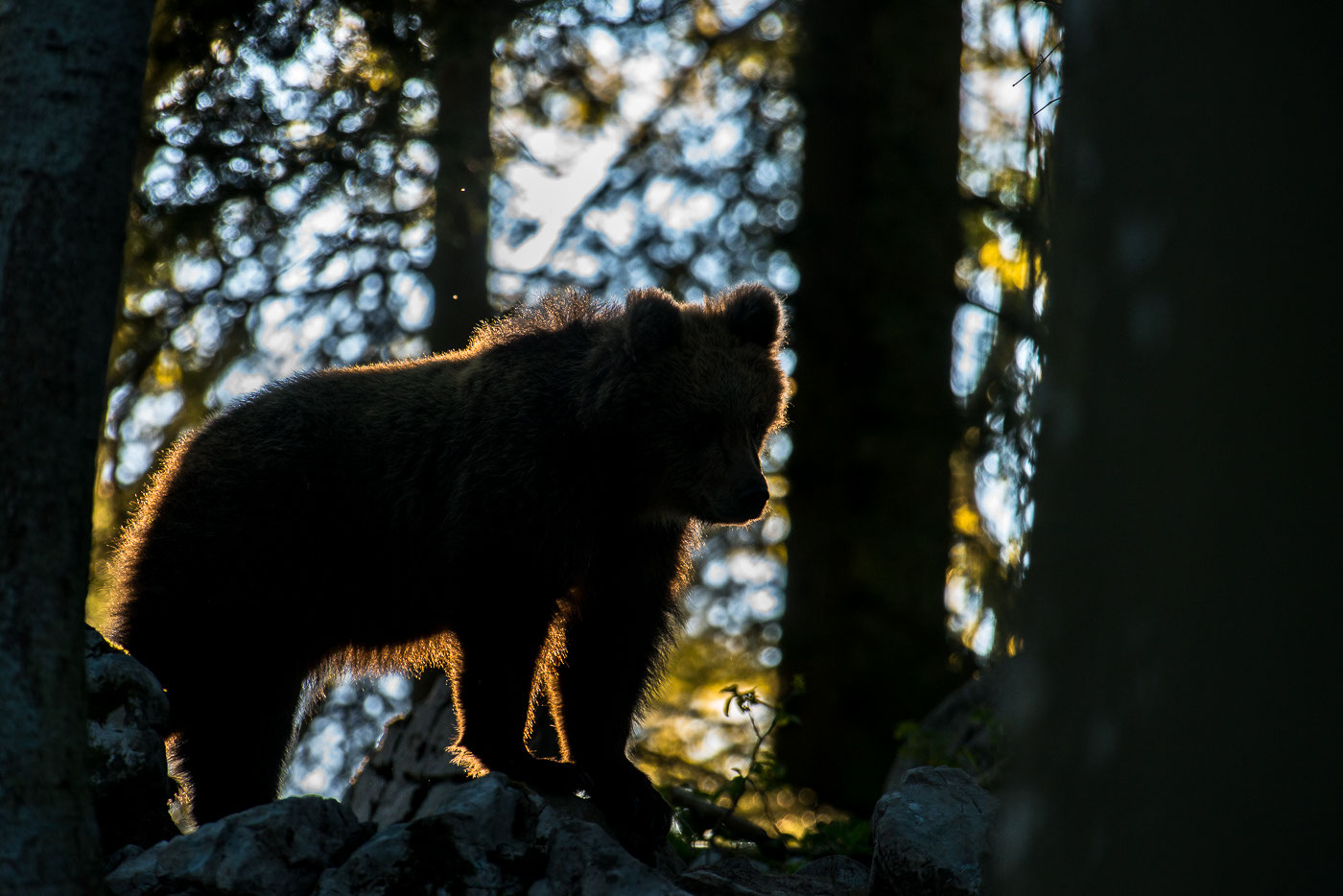 Baren In Slowenien Die Naturfotowerkstatt