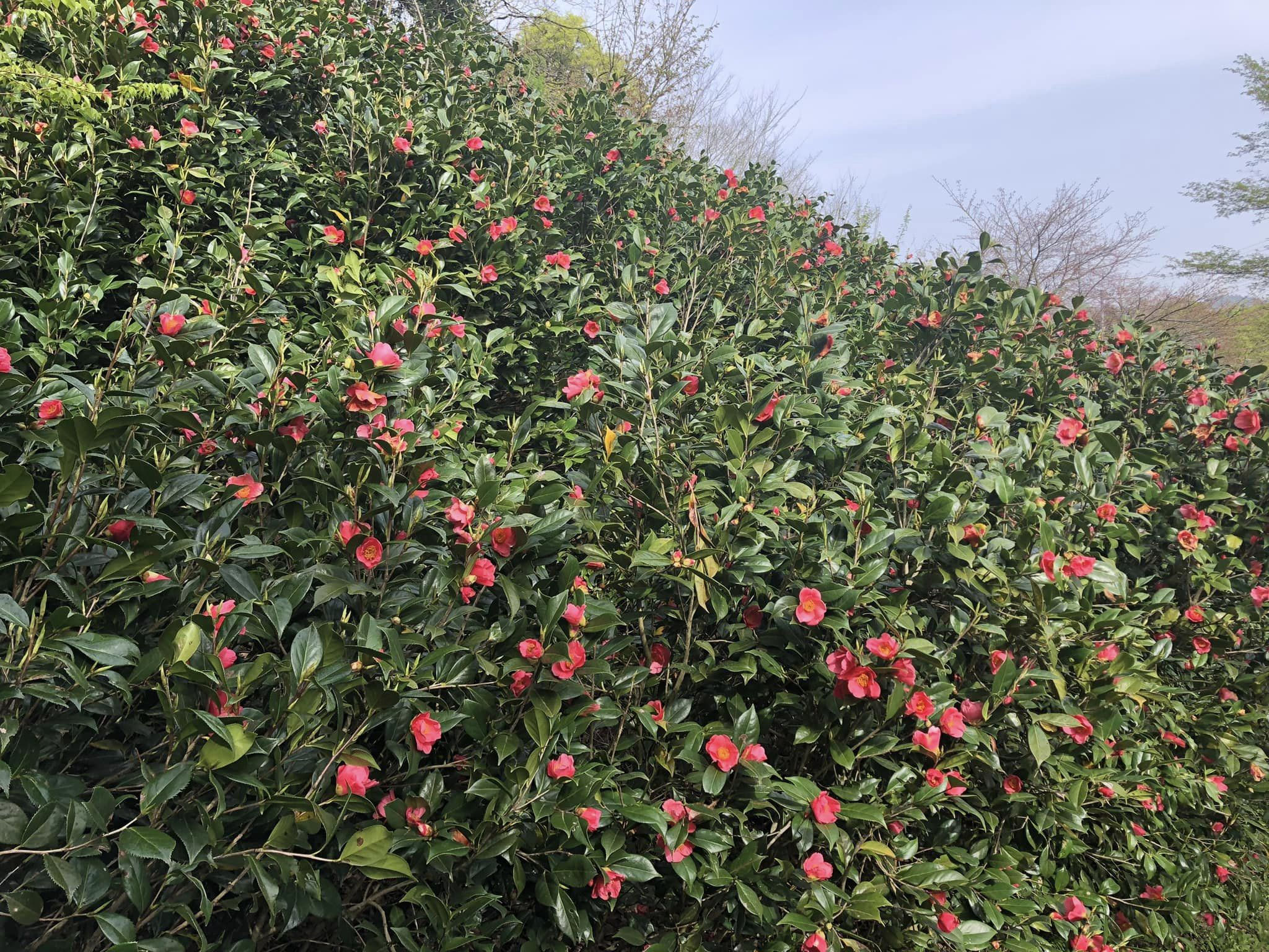 雪渓に寒椿に寄り添う雀 雪渓に寒椿に寄り添う雀 椿 越の吹雪（こしのふぶき） - 「中越