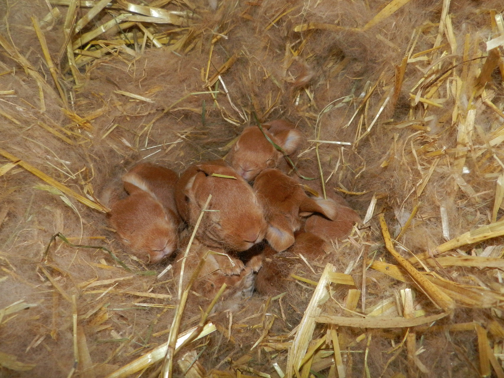 Gelb-Rexe - rassekaninchen-lachingers Webseite!