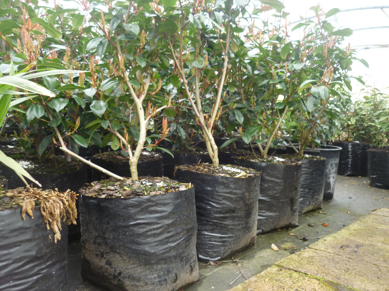 Lot De 16 Manchons élastiques De Voyage, En Silicone, Anti