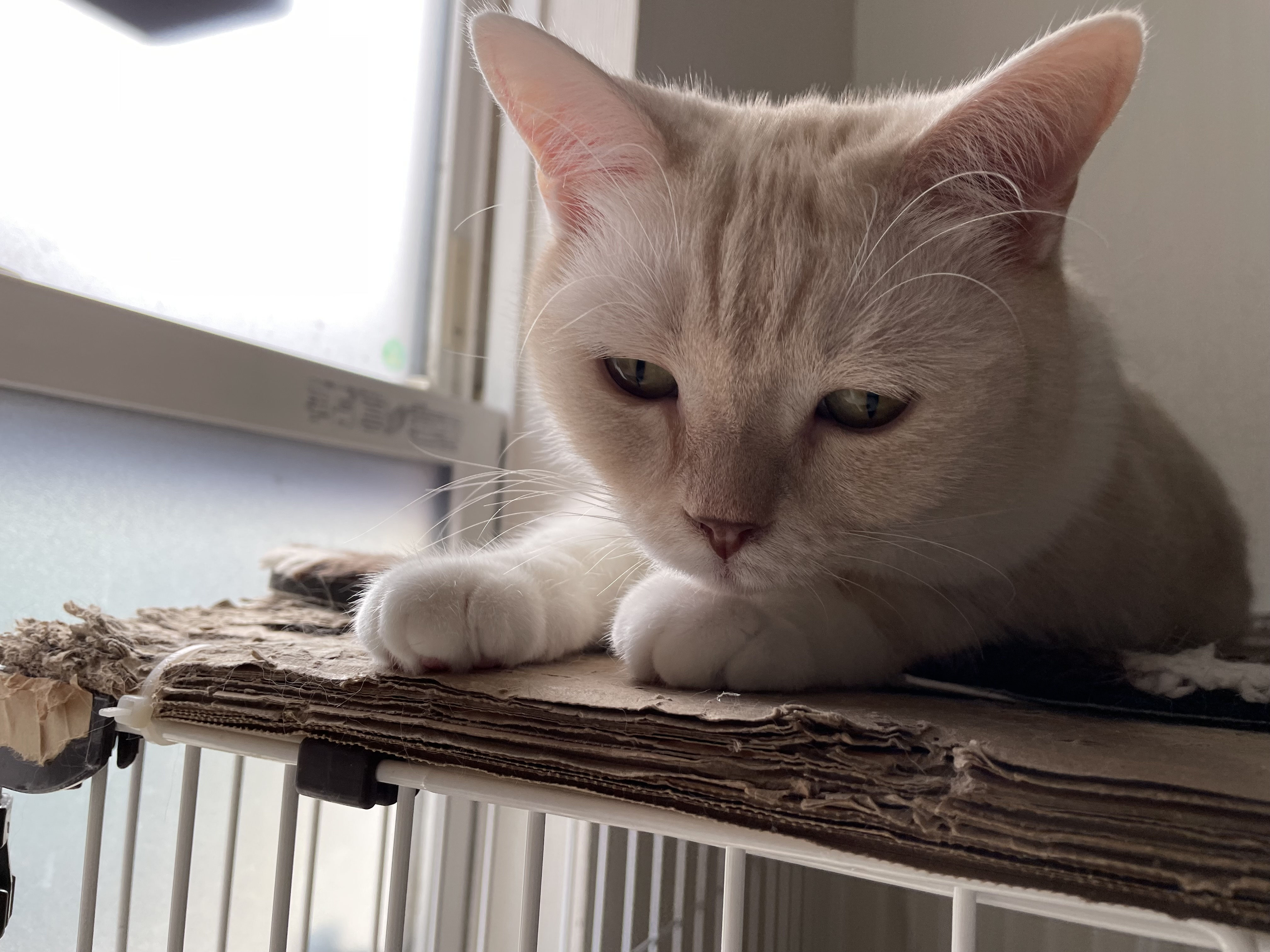 埼玉県入間市東町3丁目 猫カフェnikemin house - 入間市ジョンソン