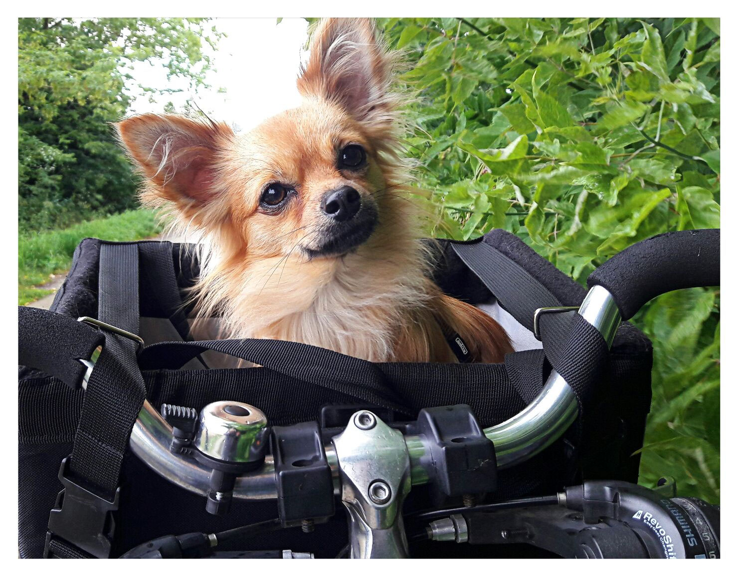 Fahrradfahren mit Hund im Korb… Chihuahuas von Kühnen Mutes