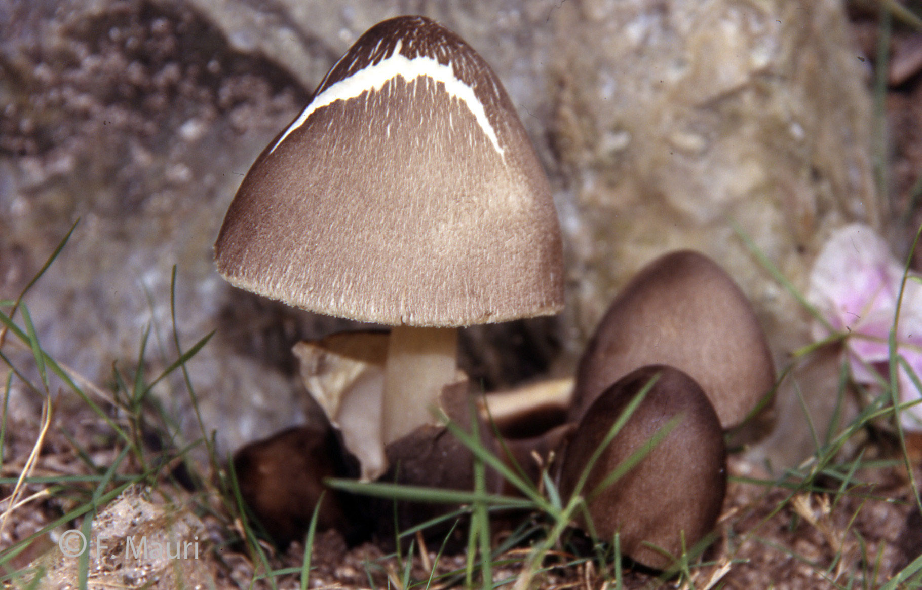 Volvariella volvacea Benvenuti su gmvmonza! vittadini