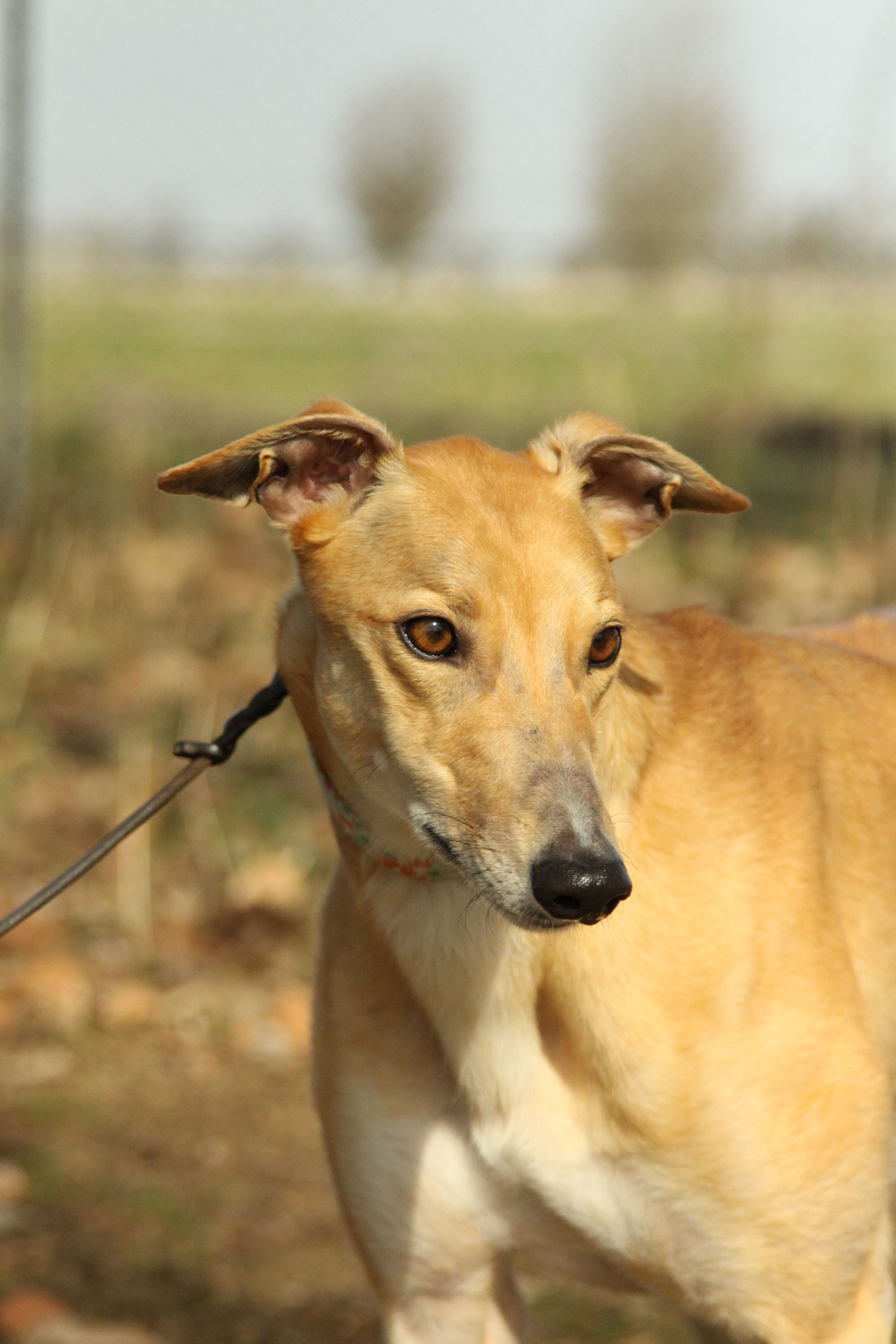 Windhunde Vermittlung Windhunde Vermittlung
