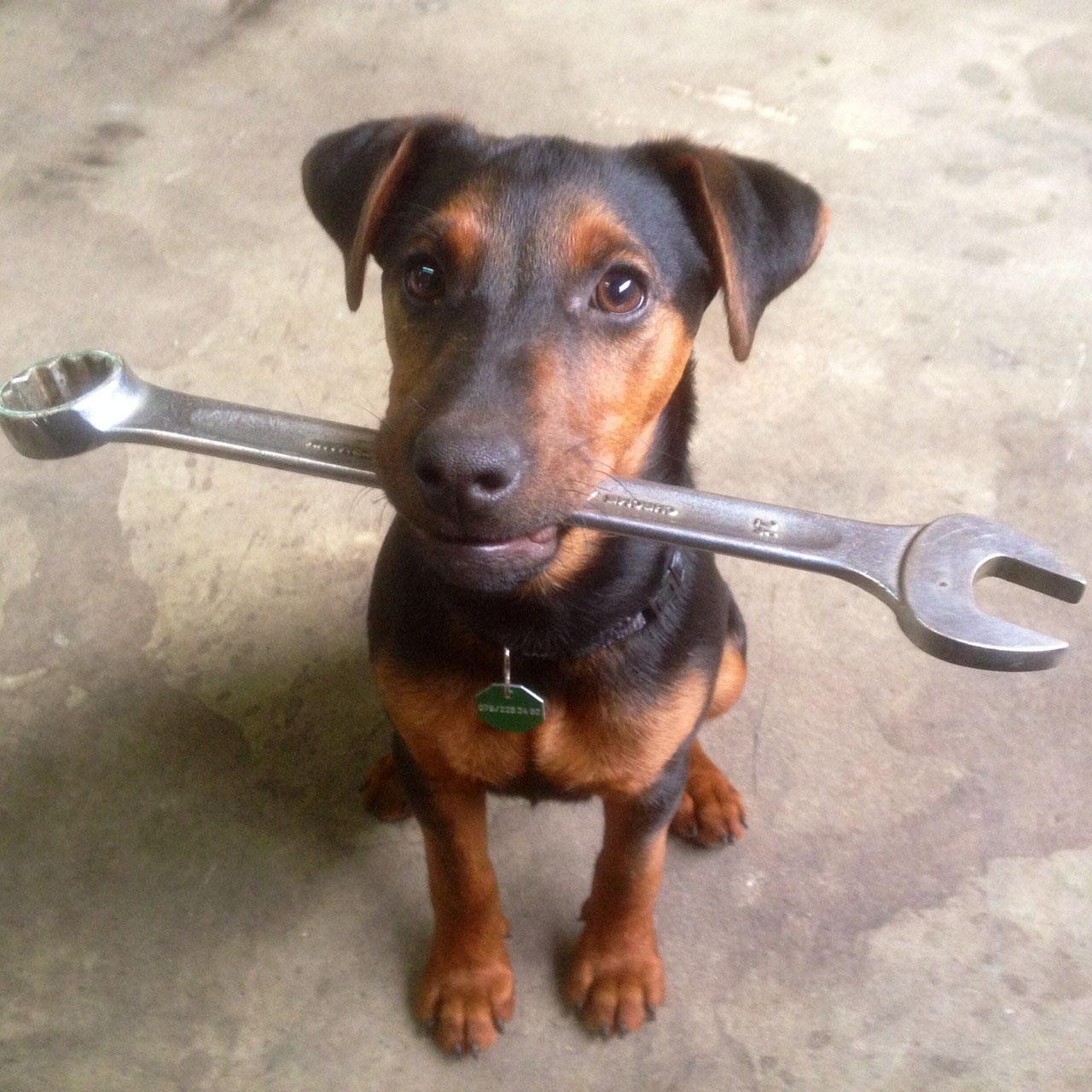 (c) Zwinger-vom-habsburgwald.ch