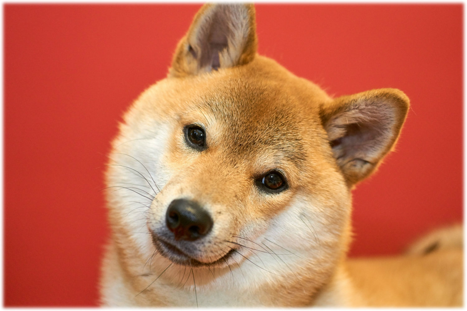「信州丸子荘」最高に可愛い柴犬を家族にしませんか - 「信州 ...