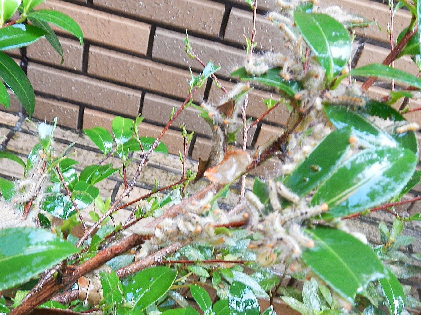 チャドクガ駆除 福岡市南区の植木屋 大橋花園 チャドクガ駆除 福岡市南区の植木屋 大橋花園