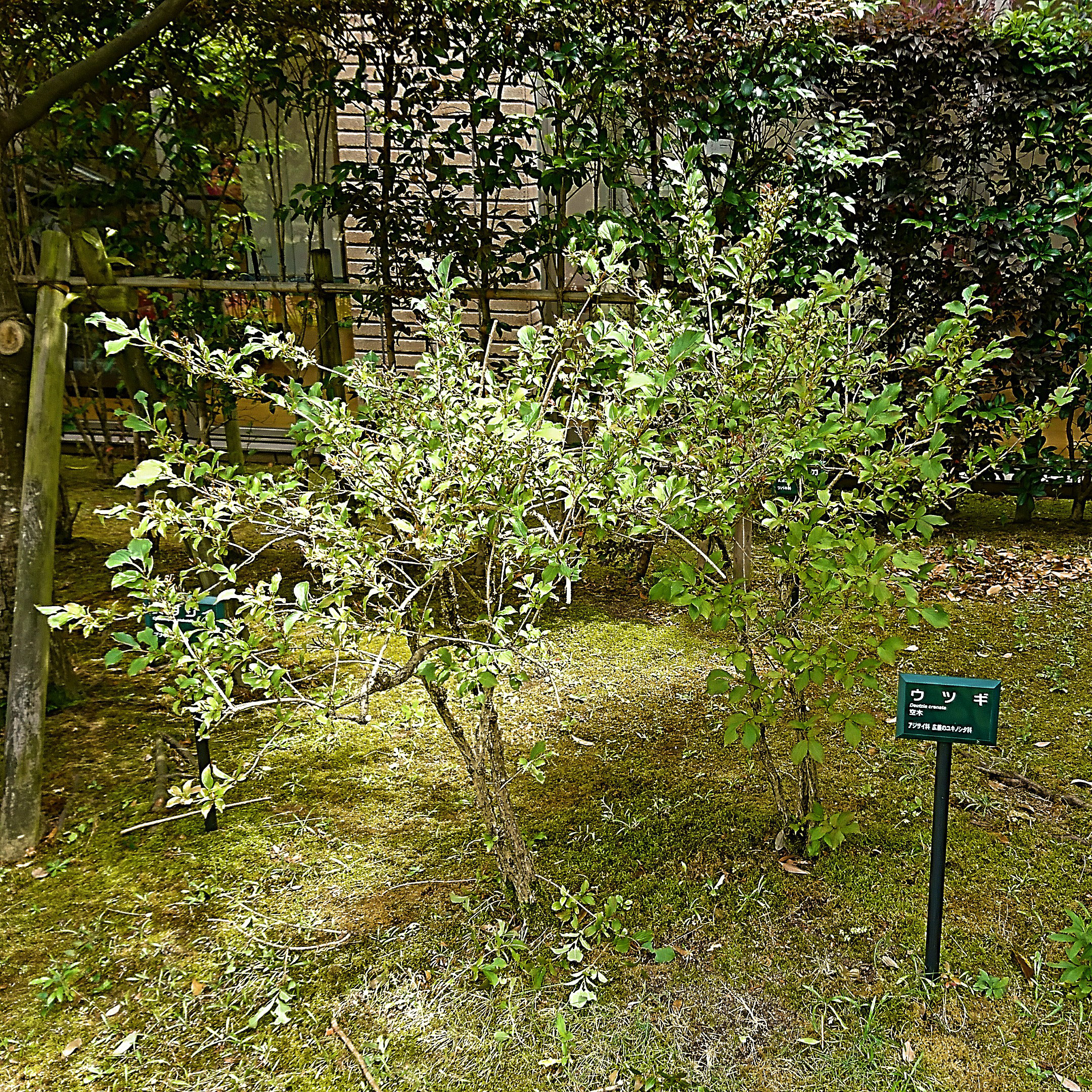 ウツギの剪定 福岡市南区の植木屋 大橋花園