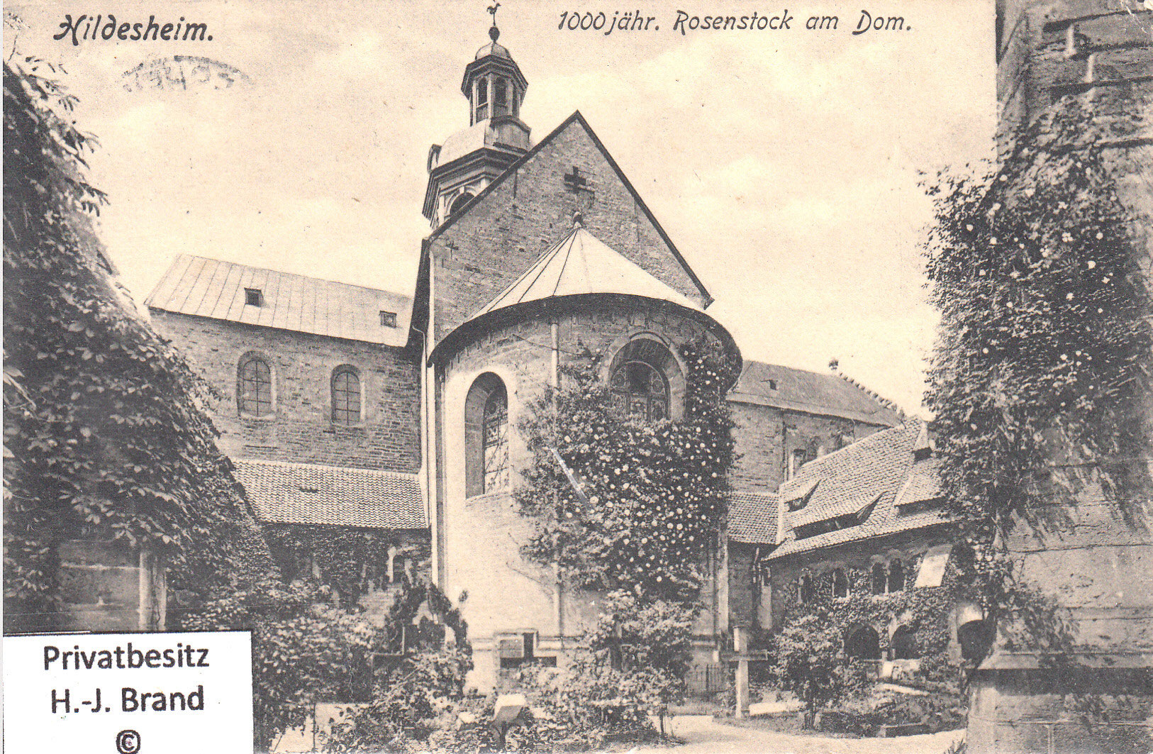 Der Tausendjährige Rosenstock