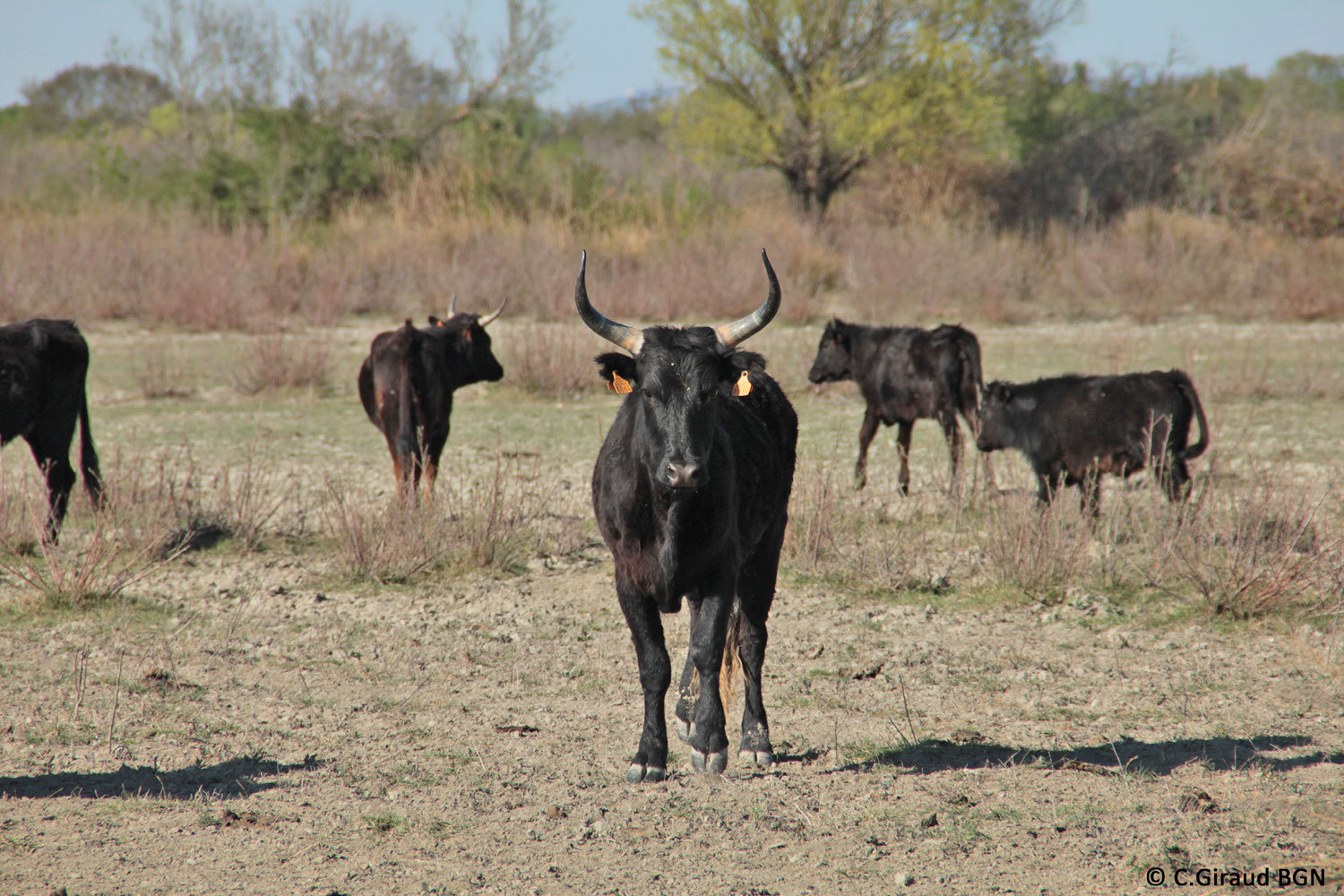 La Camargue Découverte nature - Bureau des Guides Naturalistes - Site officiel