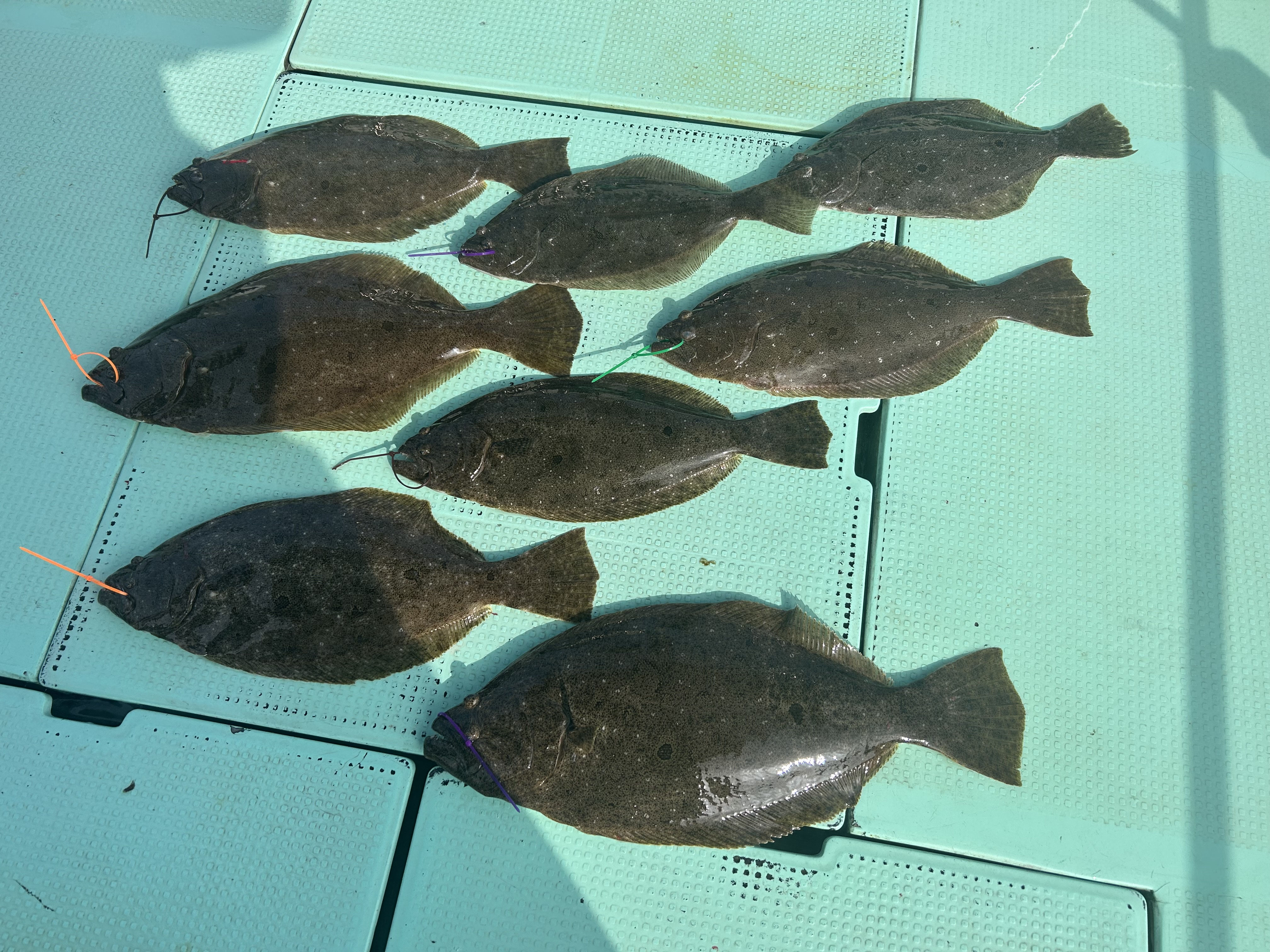 3月1.2.15.18日 ヒラメ吞ませ - sansanmaru ページ！