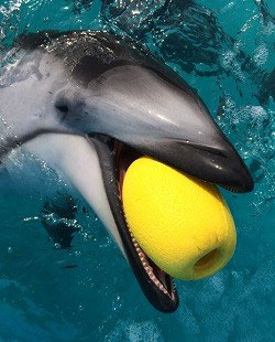 イルカ 高知観光] 室戸ドルフィンセンターのイルカさん – 旅とまちなみ