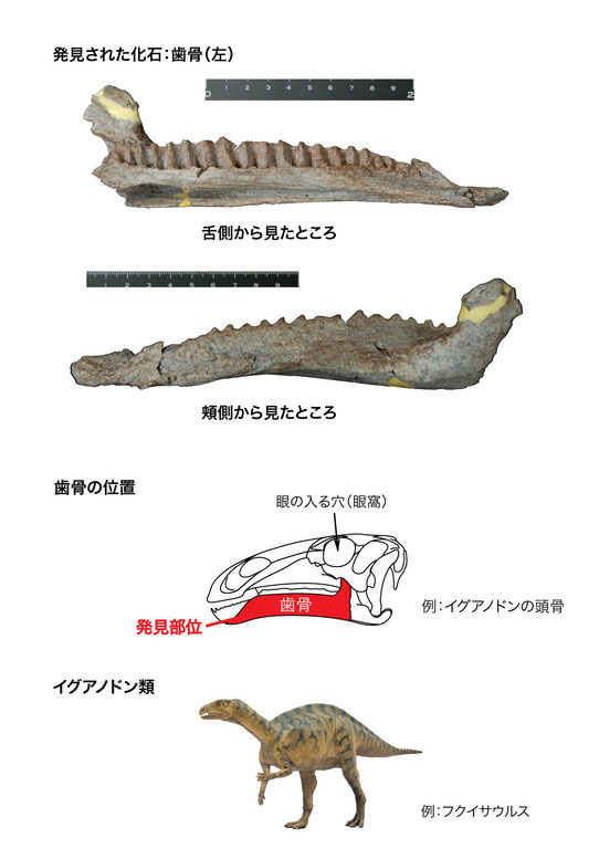 化石/イグアノドンの化石/(Dinosaurus-bone Iguanodon) /産地 化石/イグアノドンの化石/(Dinosaurus-bone Iguanodon) /産地