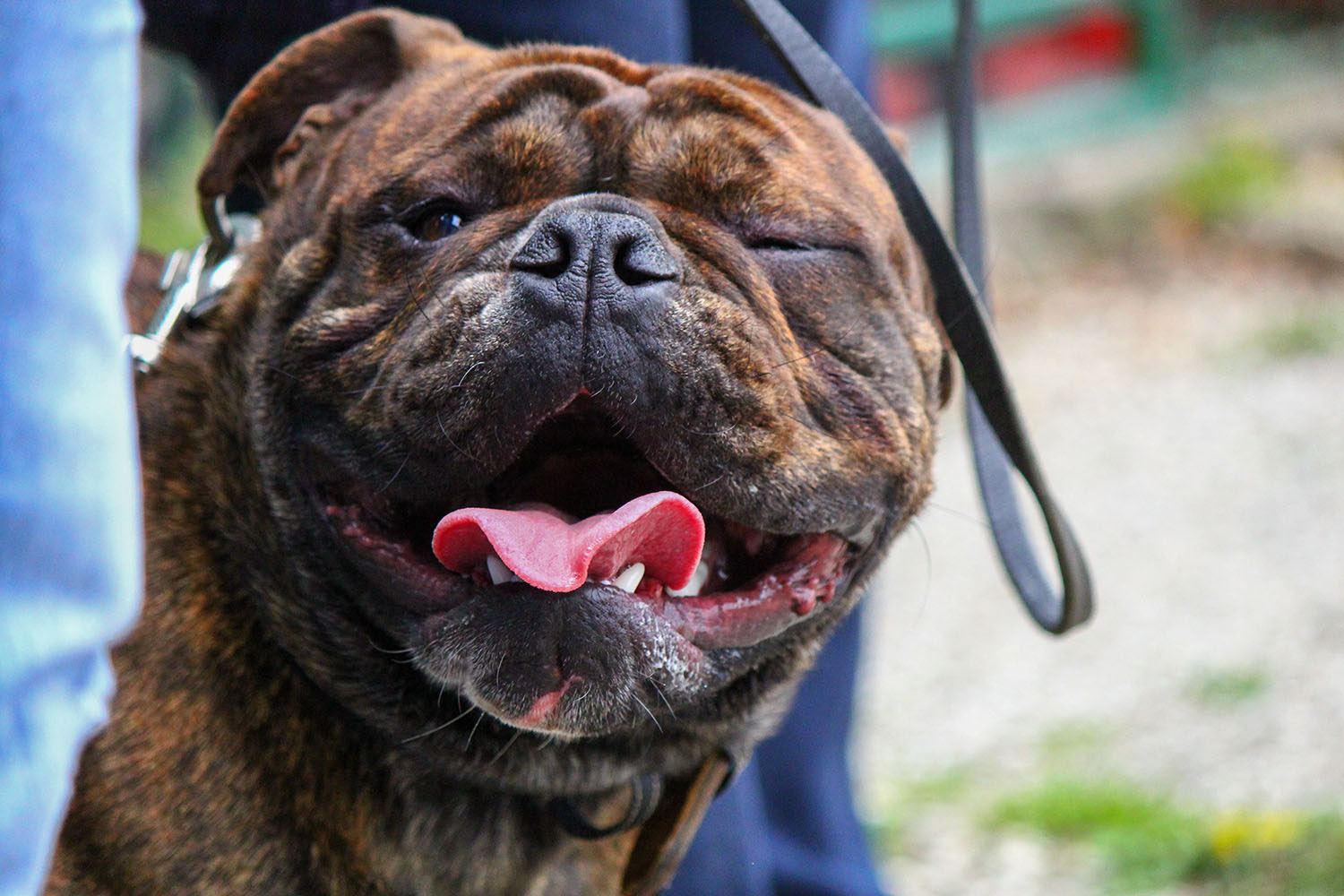 Continental Bulldog Caralott Continental Bulldog Zucht