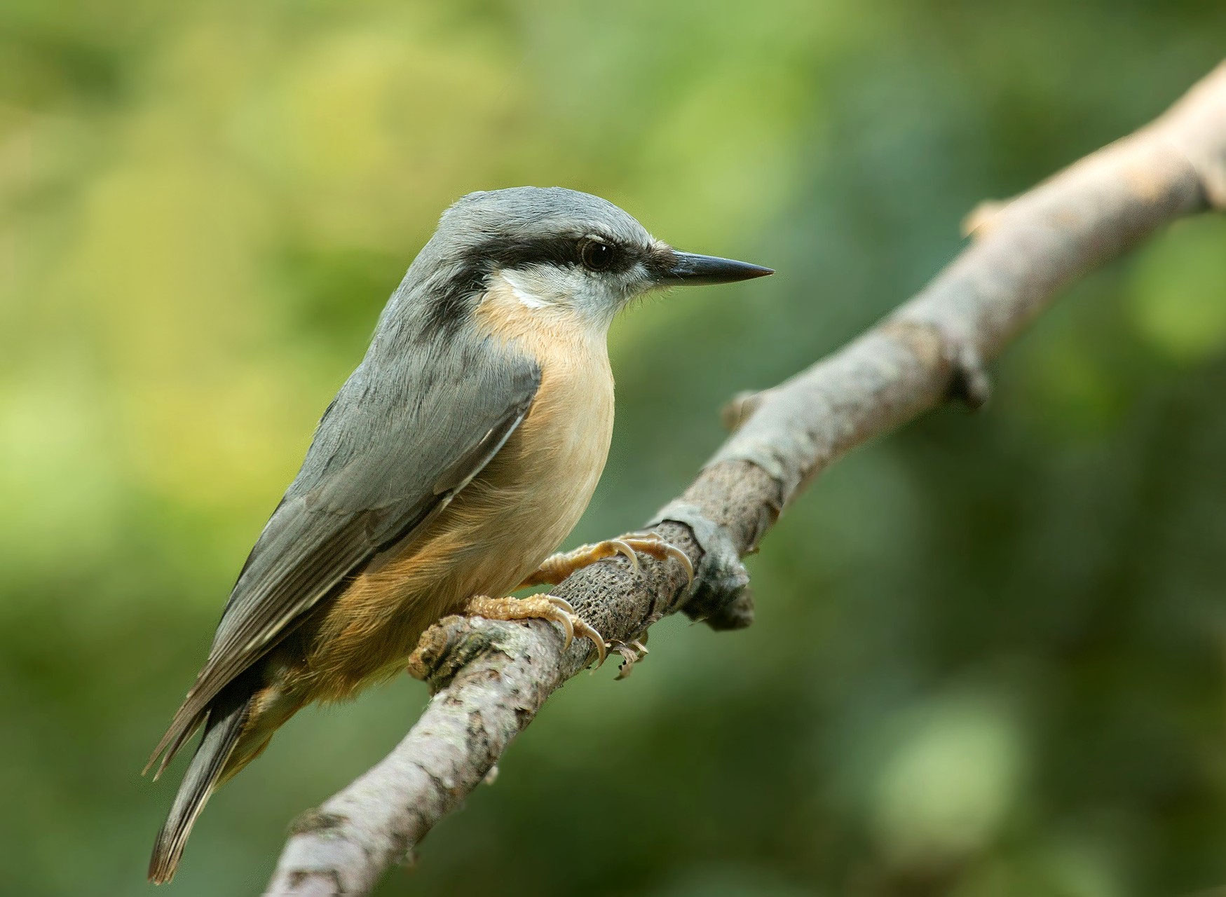 Kleiber VoegelWildlife