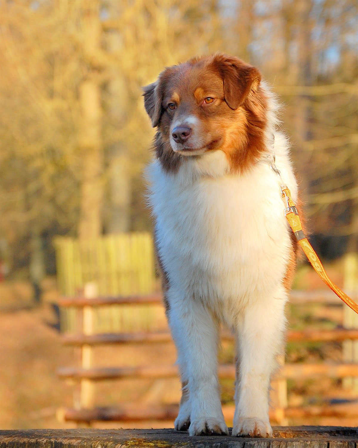 Gandhi Rosebud of Crana Australian Shepherds Qualität aus Bayern