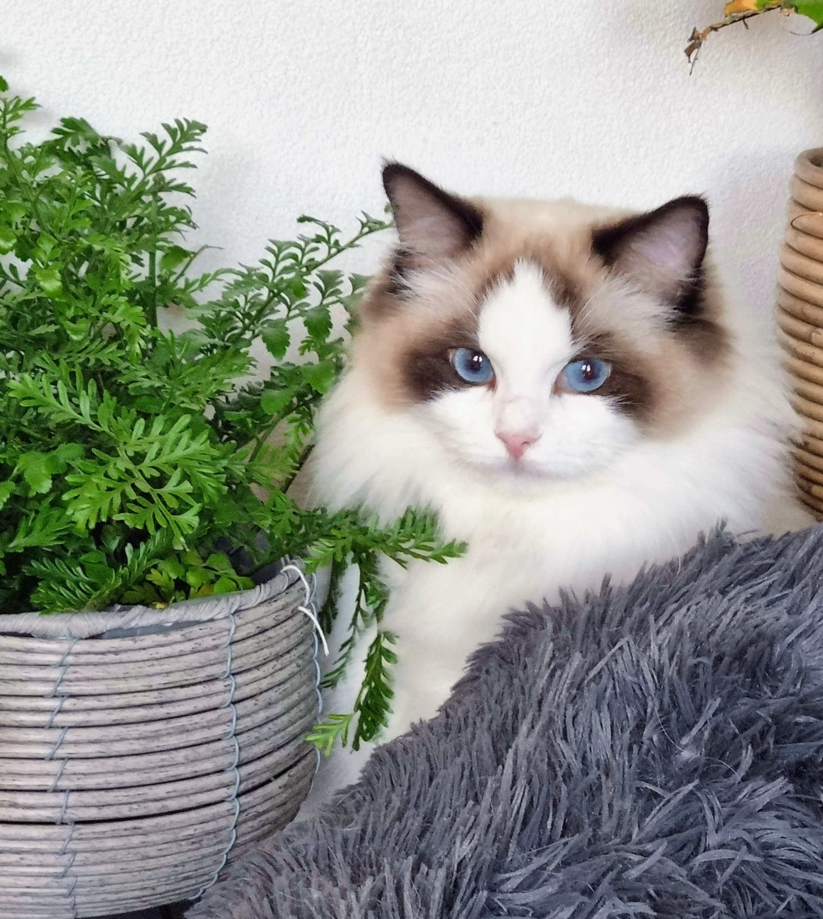 Onze Poezen - De website van ragdollcatterypriceless!, image size:2686x2998