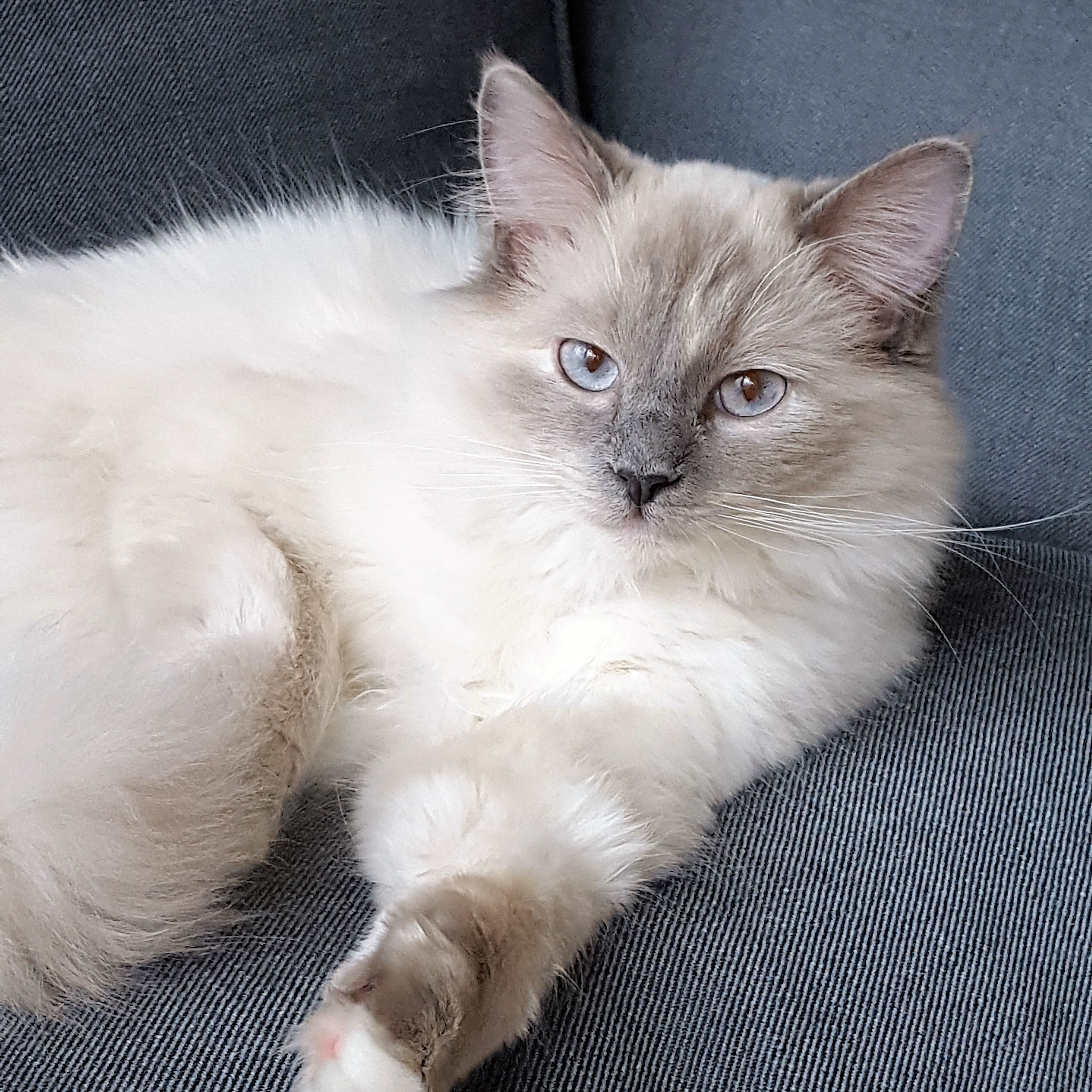 kittens 2018 - De website van ragdollcatterypriceless!, image size:2988x2988