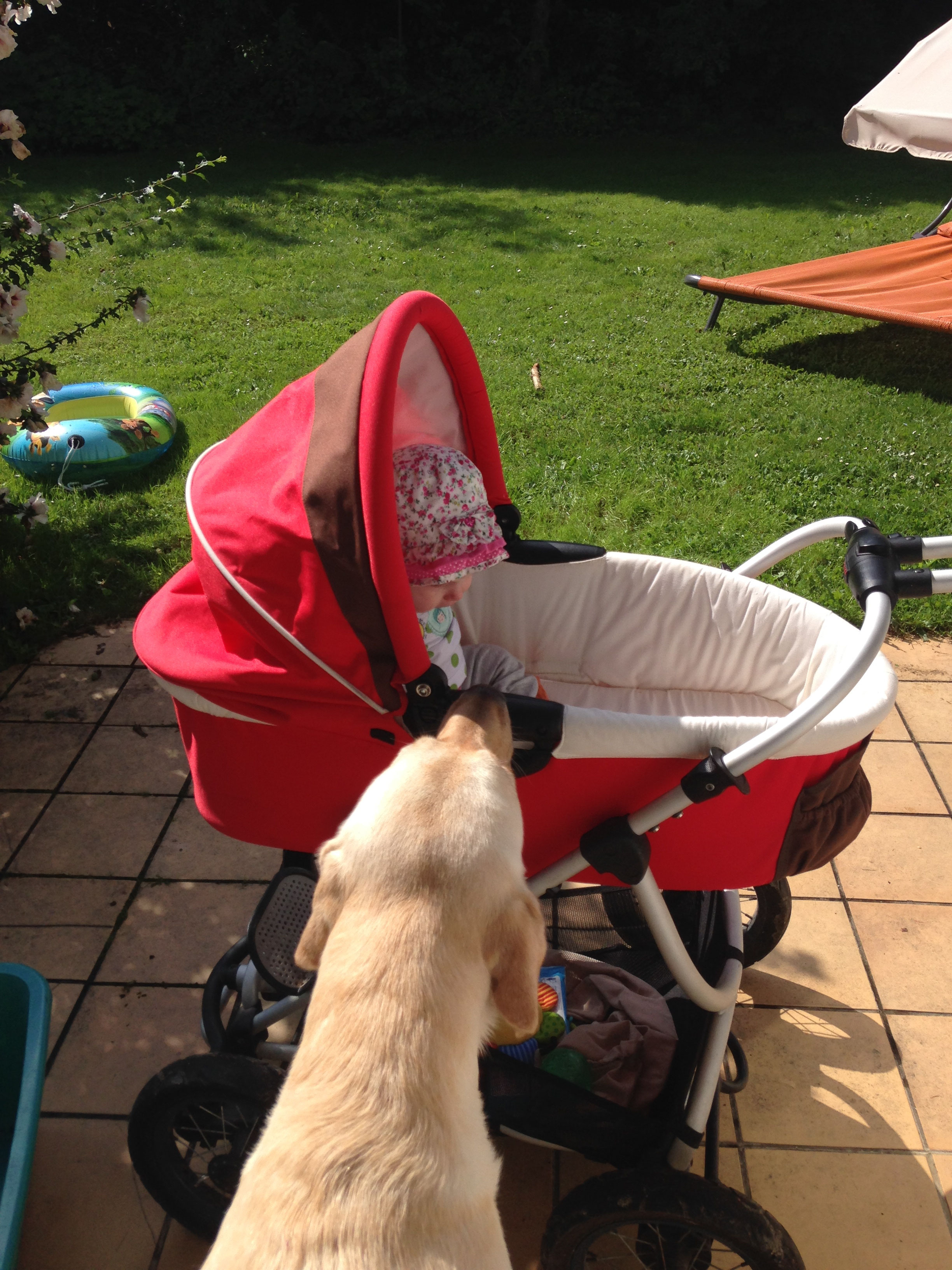Hund und Kind Lernwerk Hund Mensch Hundeschule