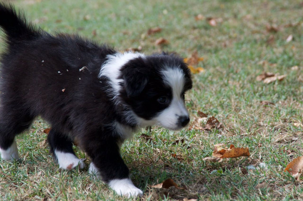 anca blocco stradale infrarosso border collie allevamenti lombardia strafare trattino Assassinare anca blocco stradale infrarosso border collie allevamenti lombardia strafare trattino Assassinare