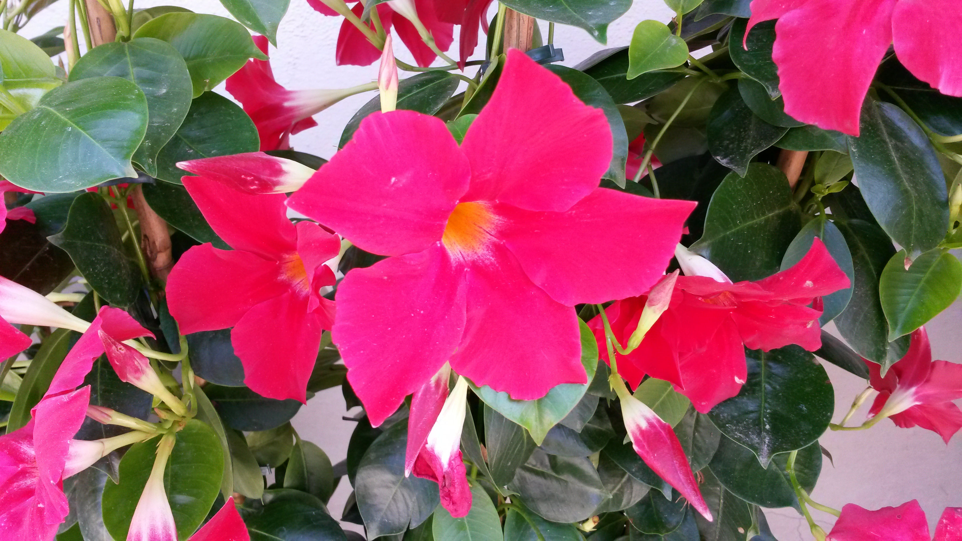 Grtnerei - Blumen Meyer in Wolnzach
