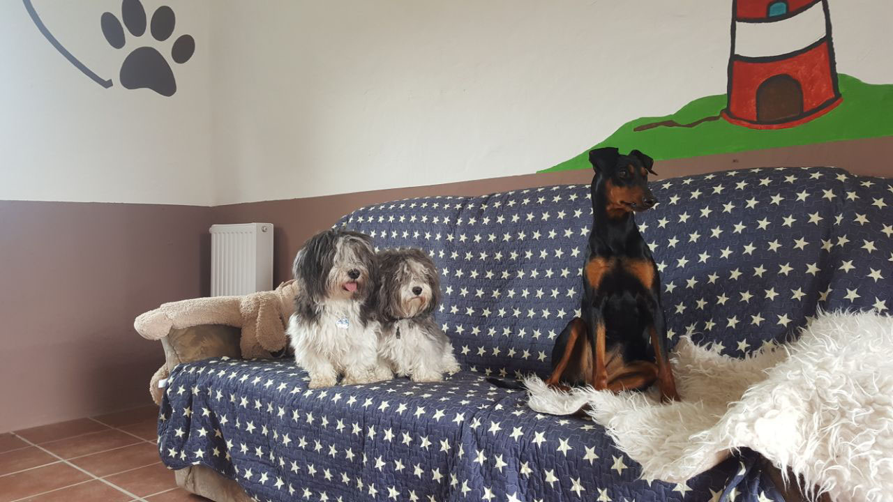 Hunde in unserer Pension… moringenhundeprofis Webseite!