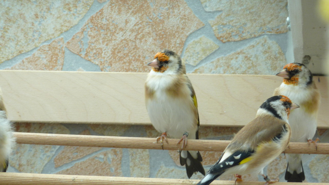 Zucht 2012 StieglitzMajor Mutationszucht