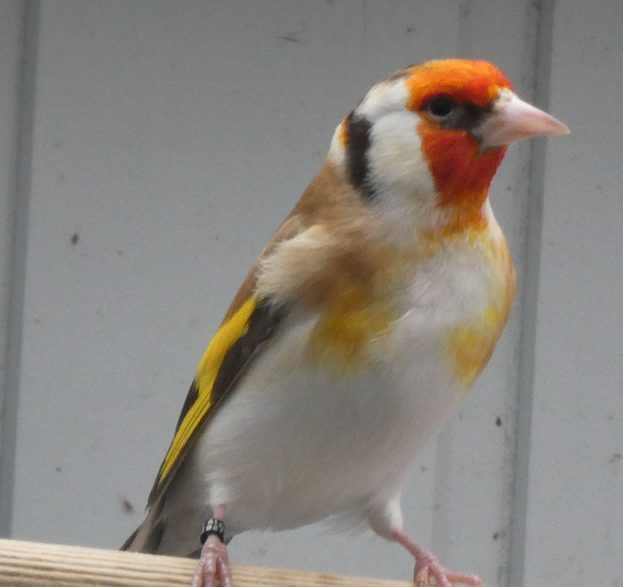 Zucht 2020 StieglitzMajor Mutationszucht