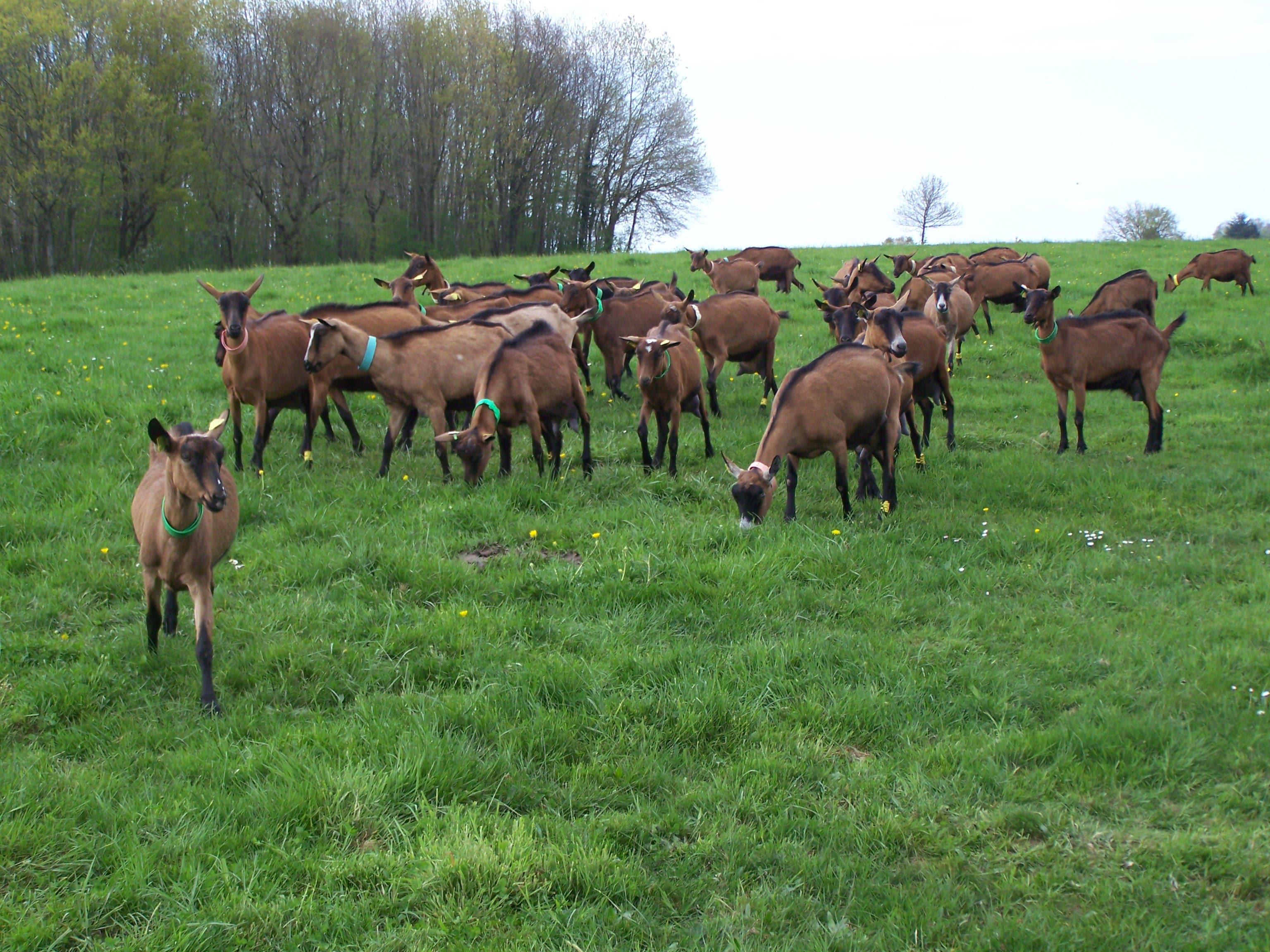 Nos chèvres sont saisonnées GAEC Dubrion, la ferme des ligerots. Vente direct de fromages de Nos chèvres sont saisonnées GAEC Dubrion, la ferme des ligerots. Vente direct de fromages de