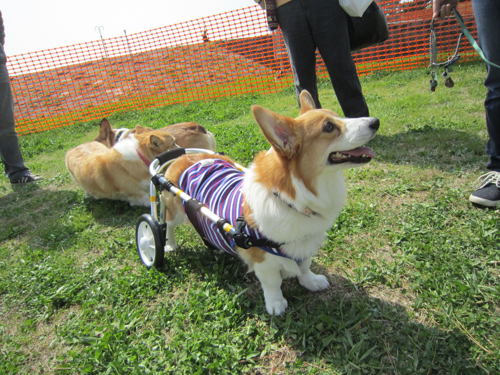 コーギー、柴犬等■犬の車椅子 中型犬用2輪車いす 9～18kg位 歩行器