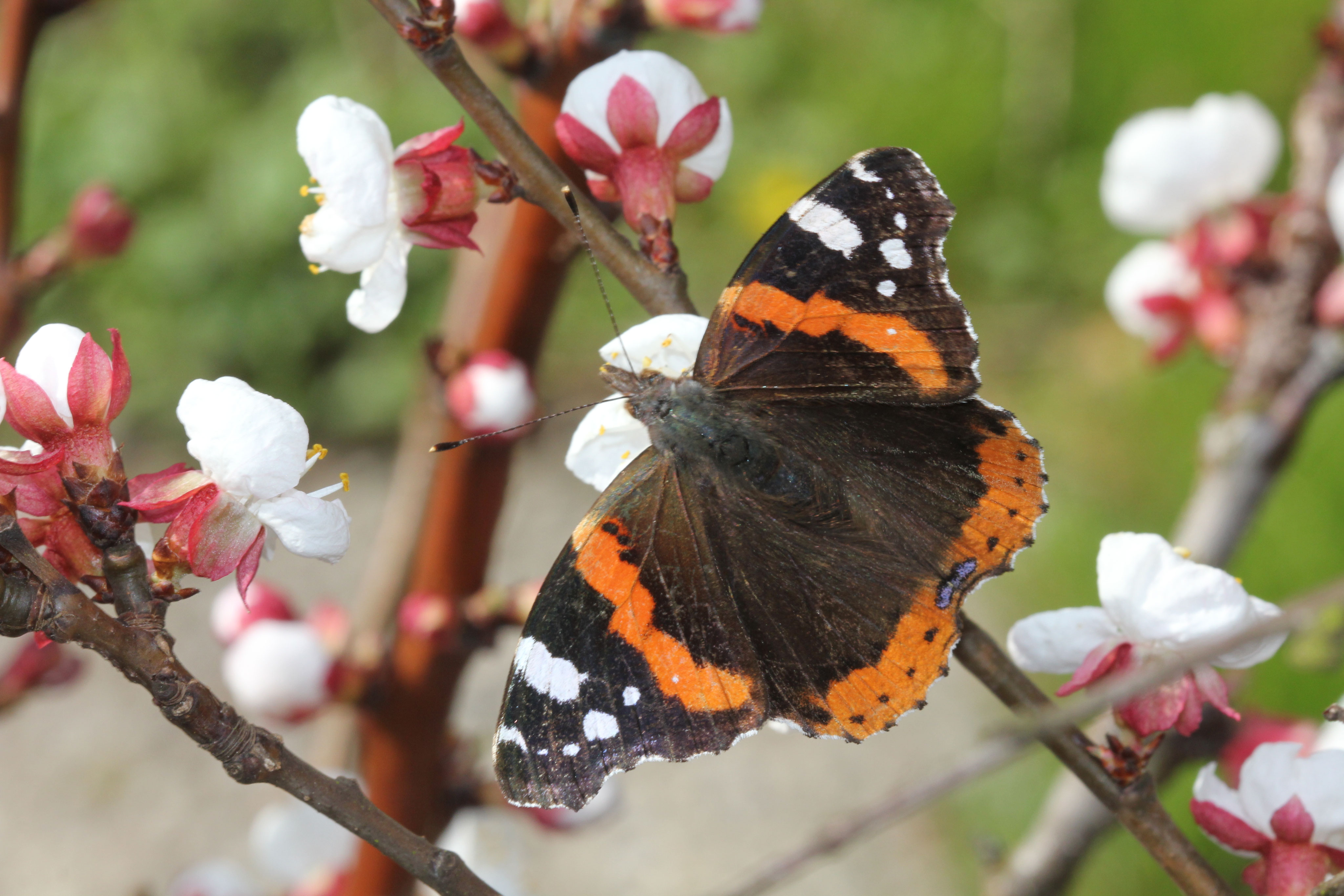 Limpach im Frühling Kirchgemeinde Limpach