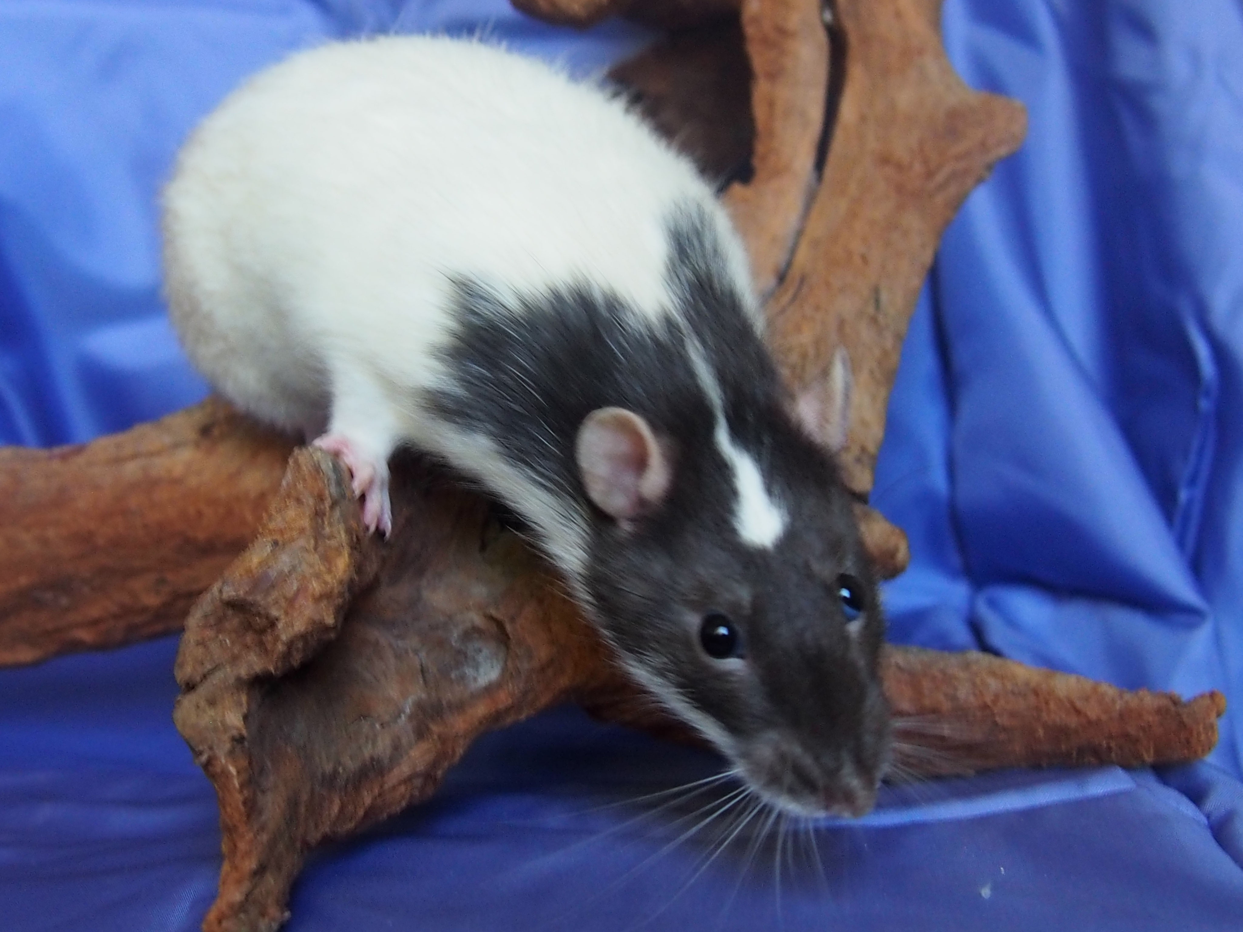 Rattige Infos Hobbyrattenzucht Rat of Star