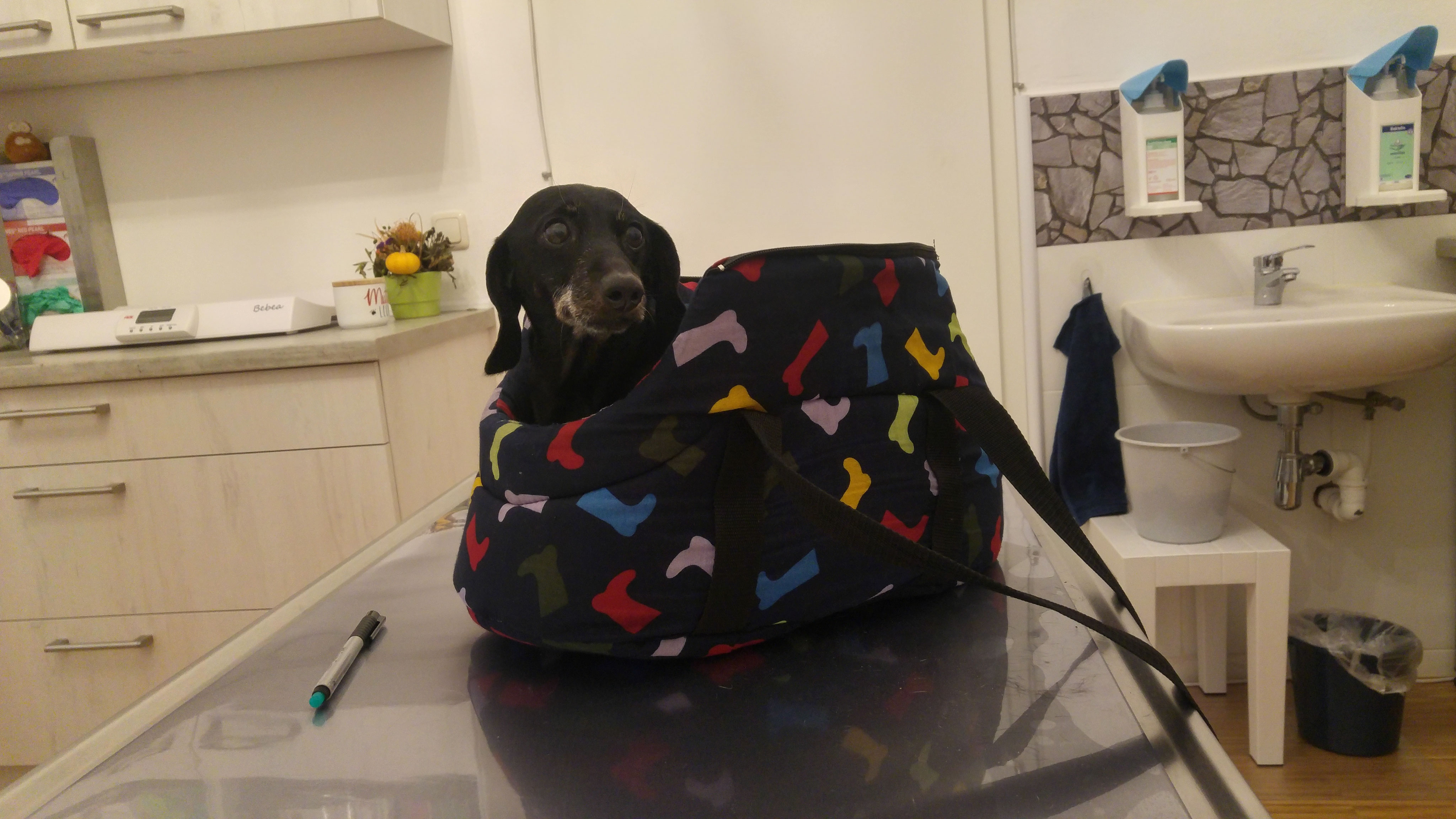 Emmi, unser Patient der ersten Stunde www.Elstertierarzt.de