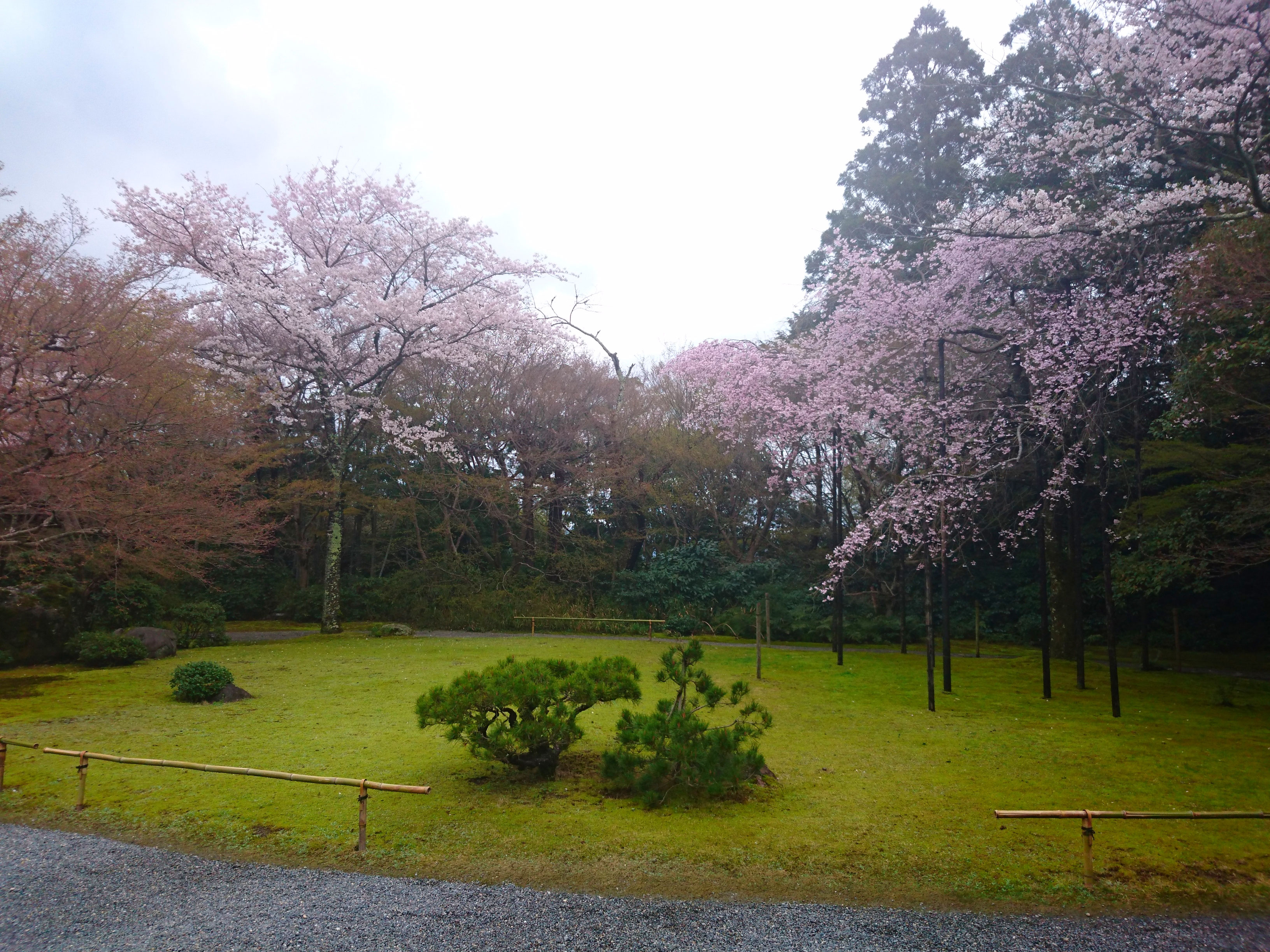 大河内山荘 龍安寺の桜 Nobusan Guide By Kyotosightstour Taxi 大河内山荘 龍安寺の桜 Nobusan Guide By Kyotosightstour Taxi