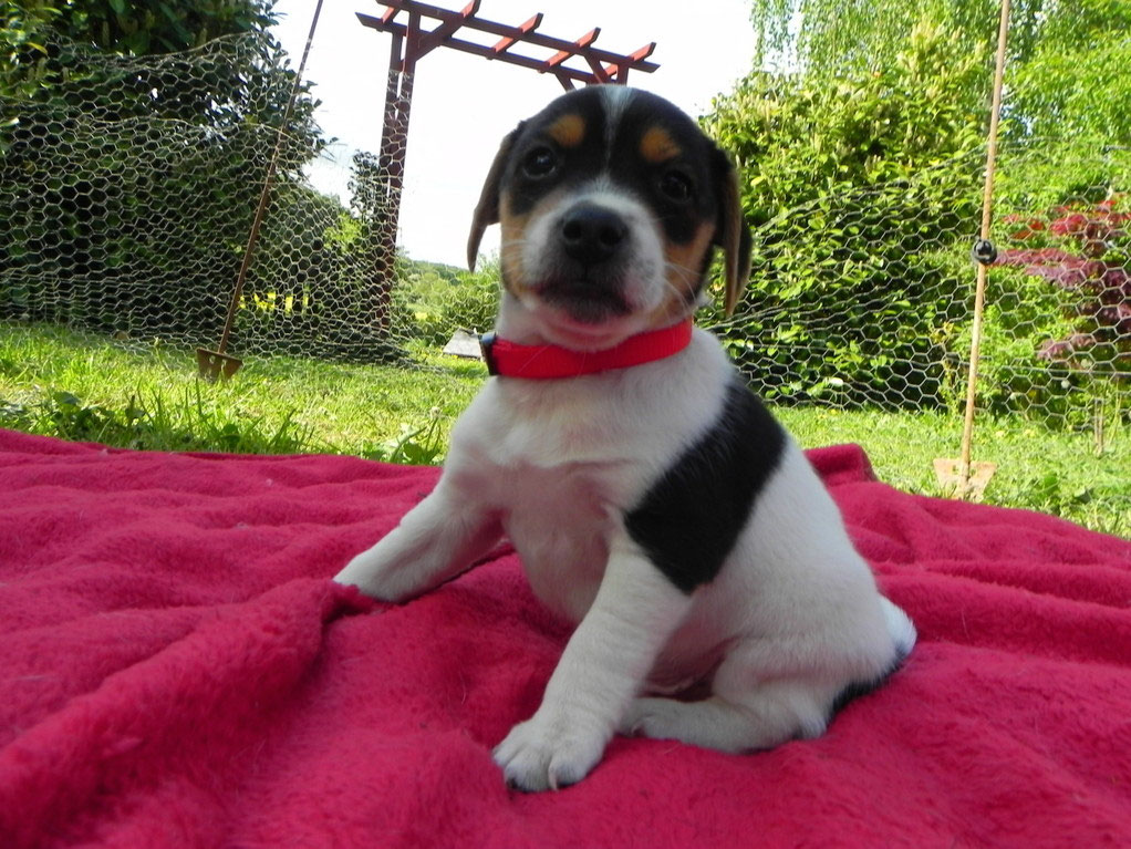 Dansk Svensk Gardhund Danski Dansky Danskie FCI Standard